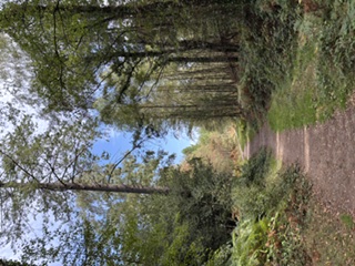Norley Wood Workout Walk