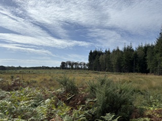 Norley Wood Workout Walk