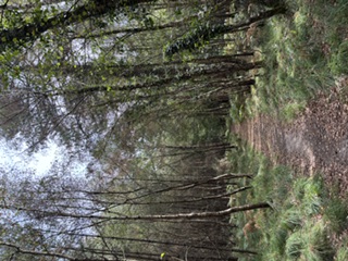 Norley Wood Workout Walk