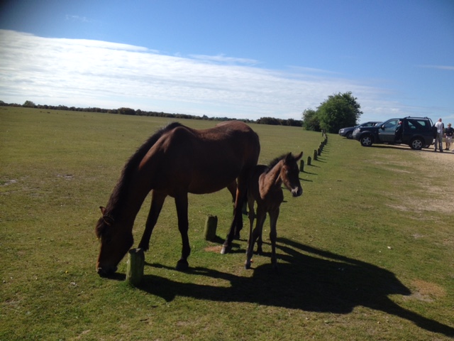 Whitefield Moor Gentle Walk