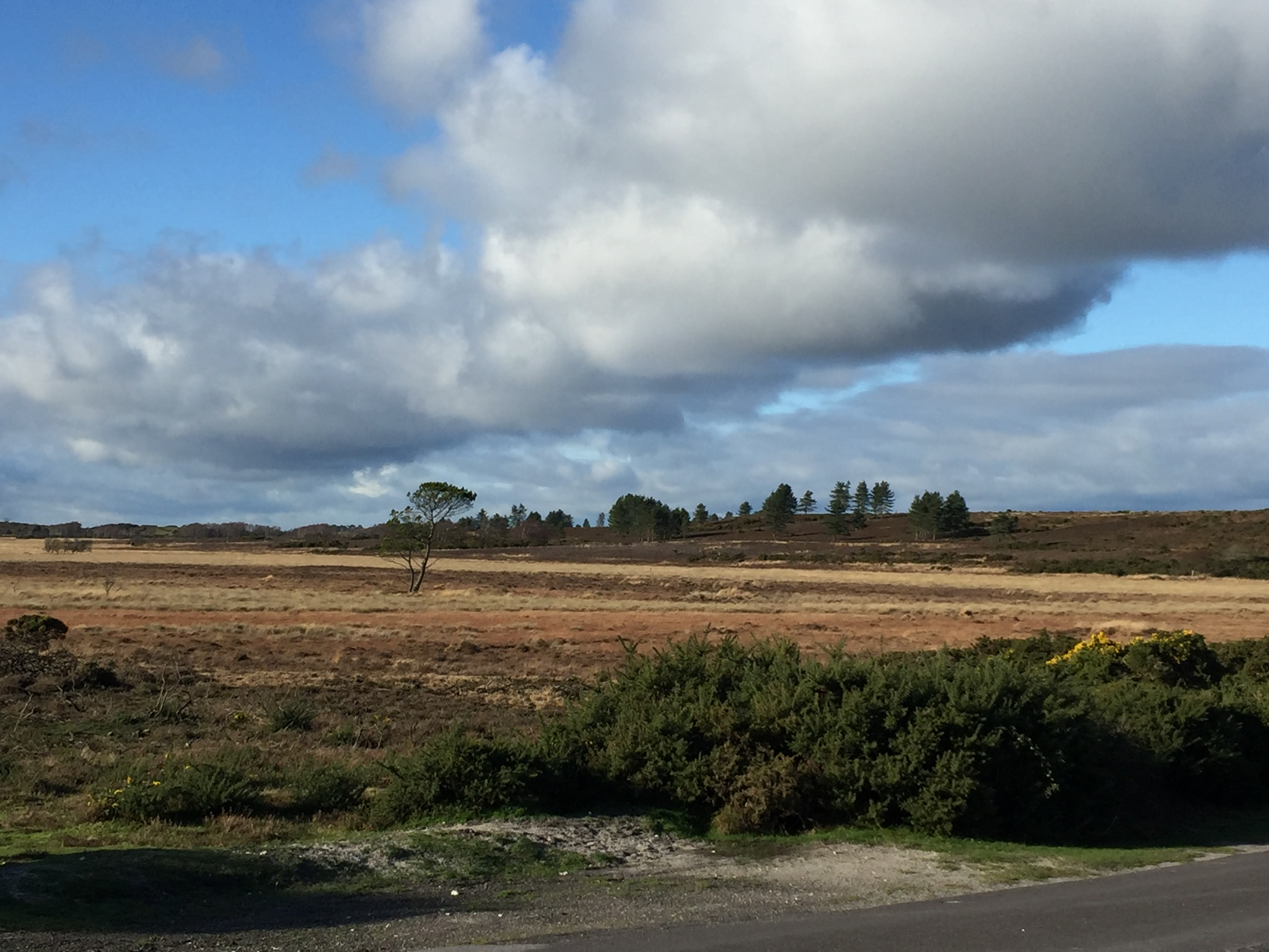 Gentle Walk on Hartland Moor