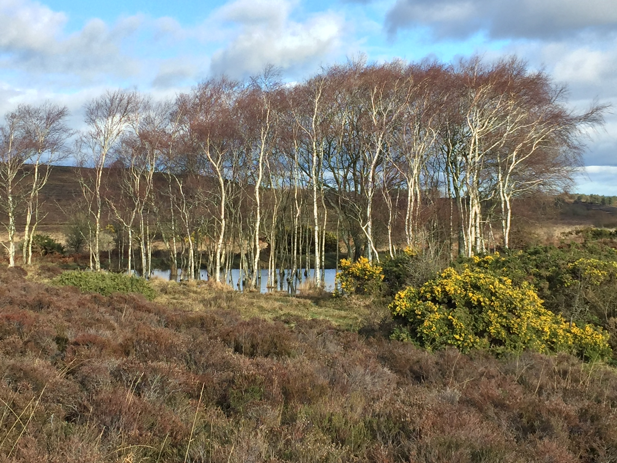 Gentle Walk on Hartland Moor