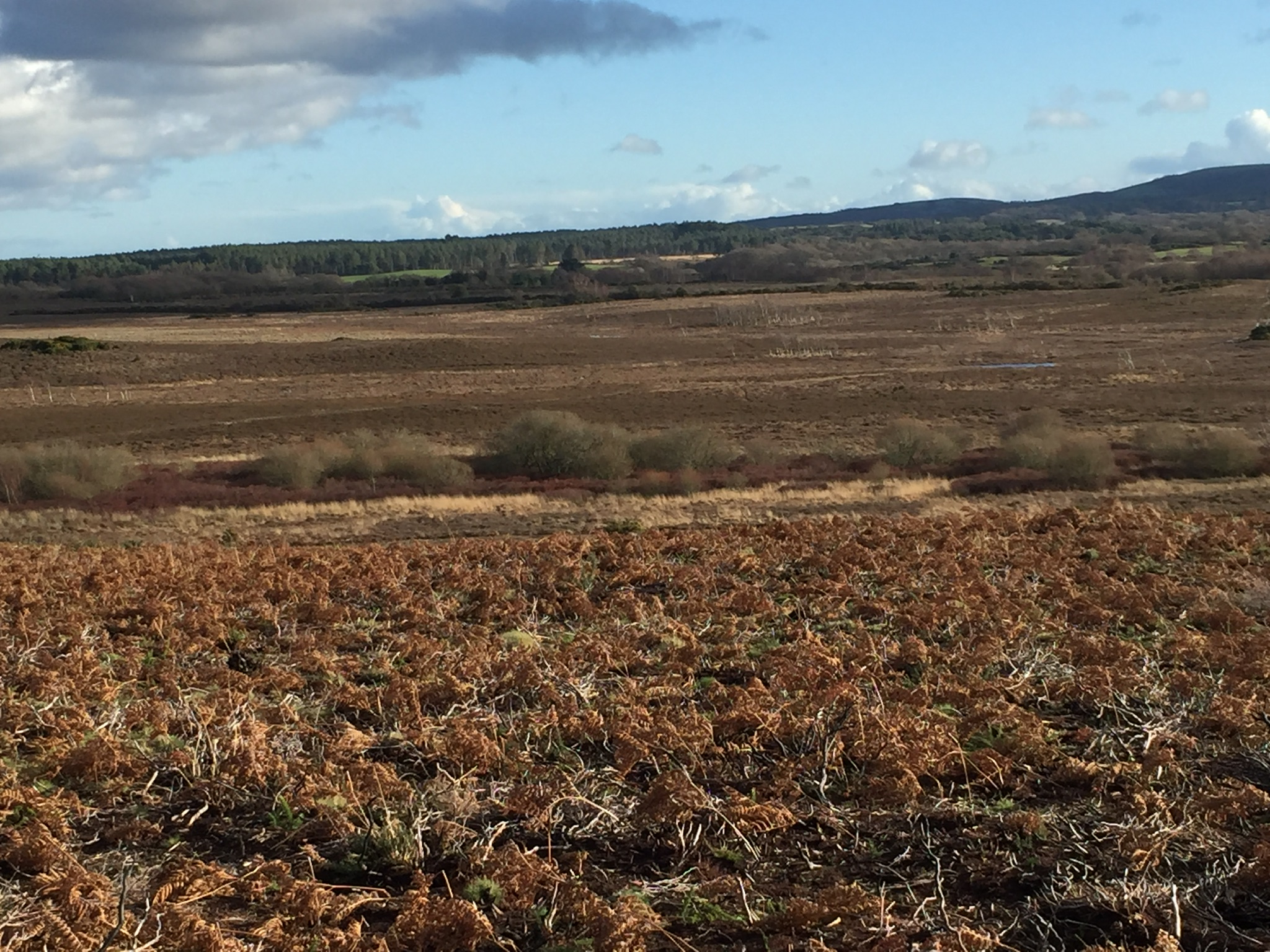 Gentle Walk on Hartland Moor