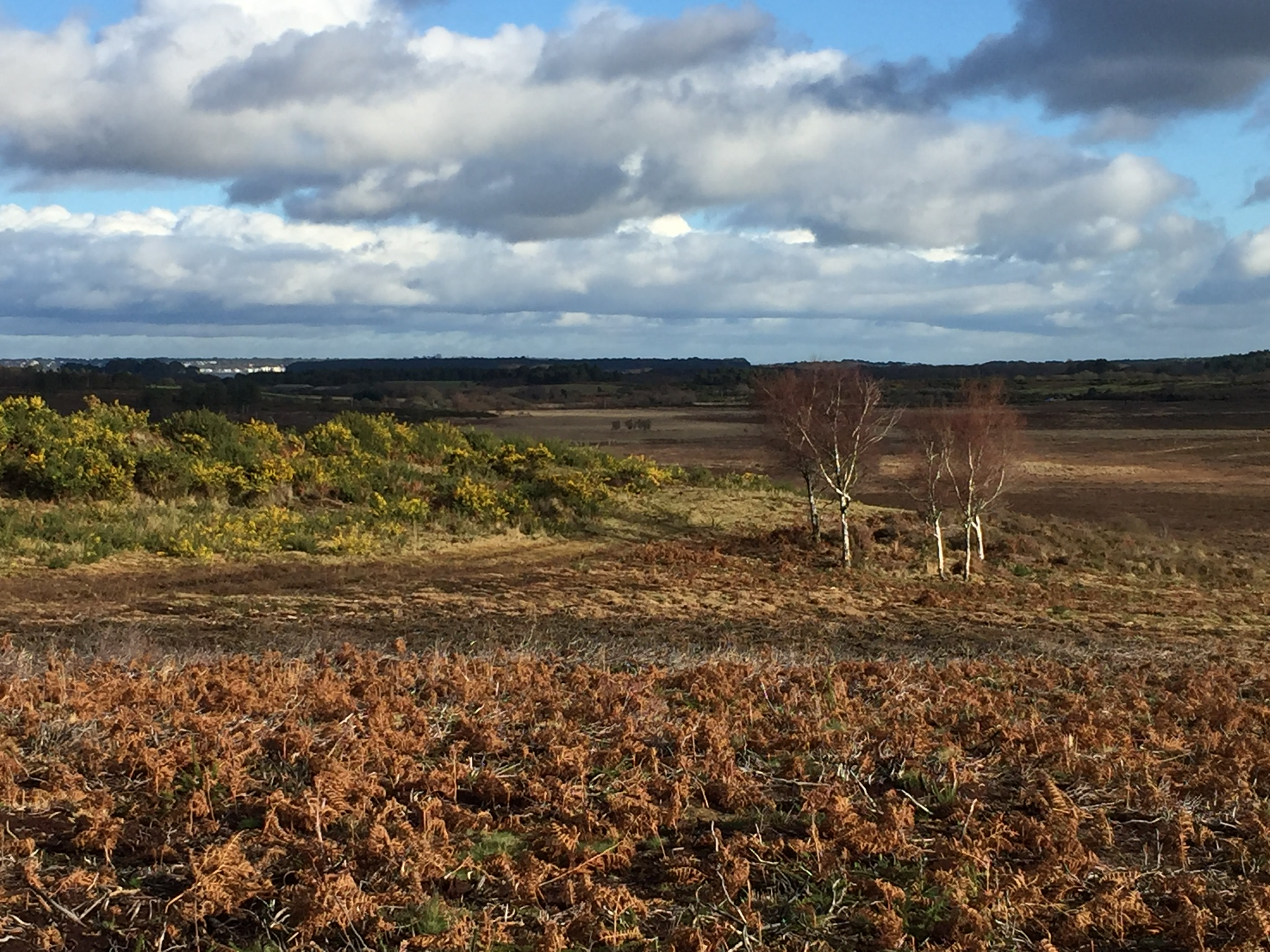 Gentle Walk on Hartland Moor