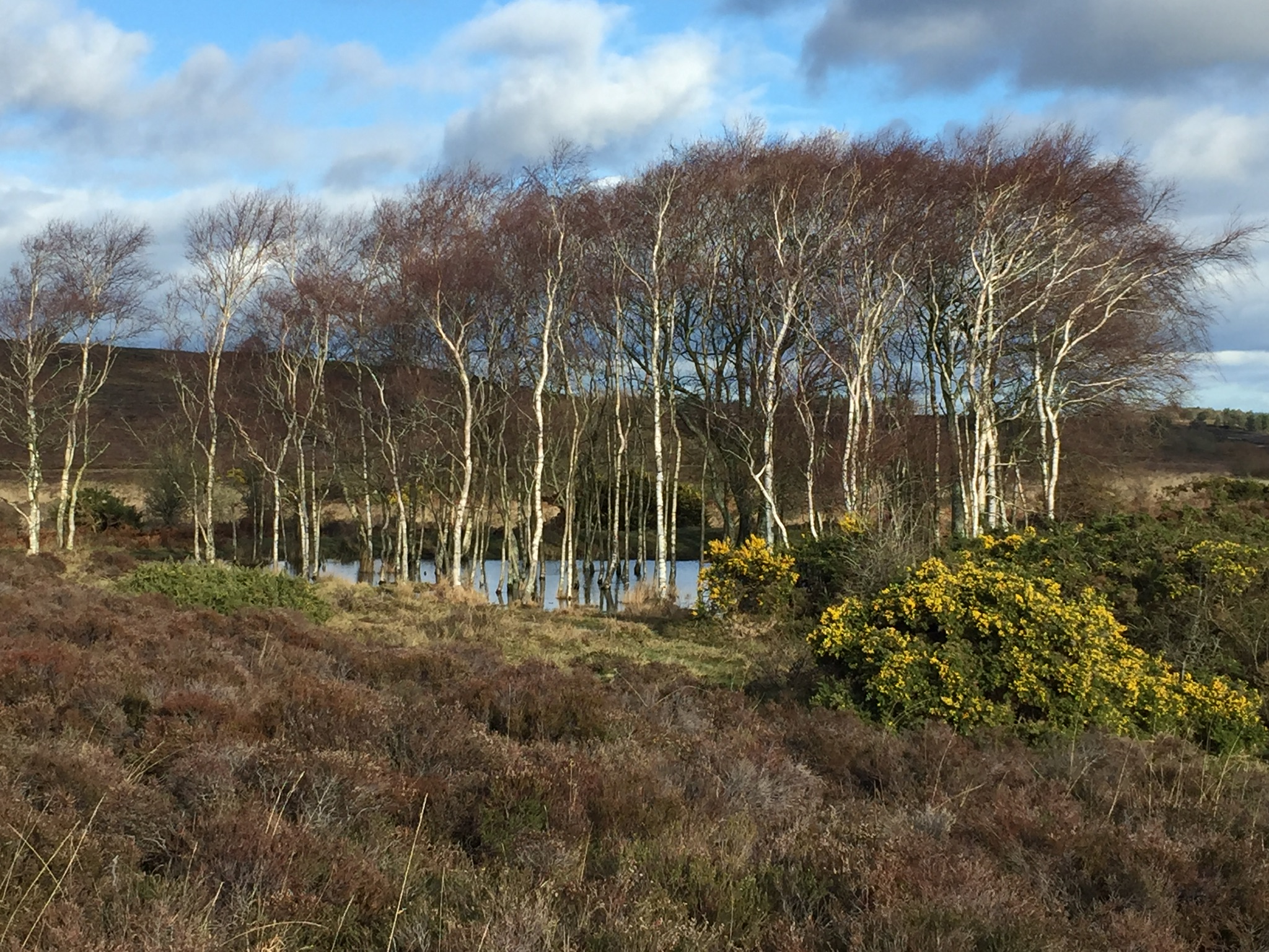 Gentle Walk on Hartland Moor