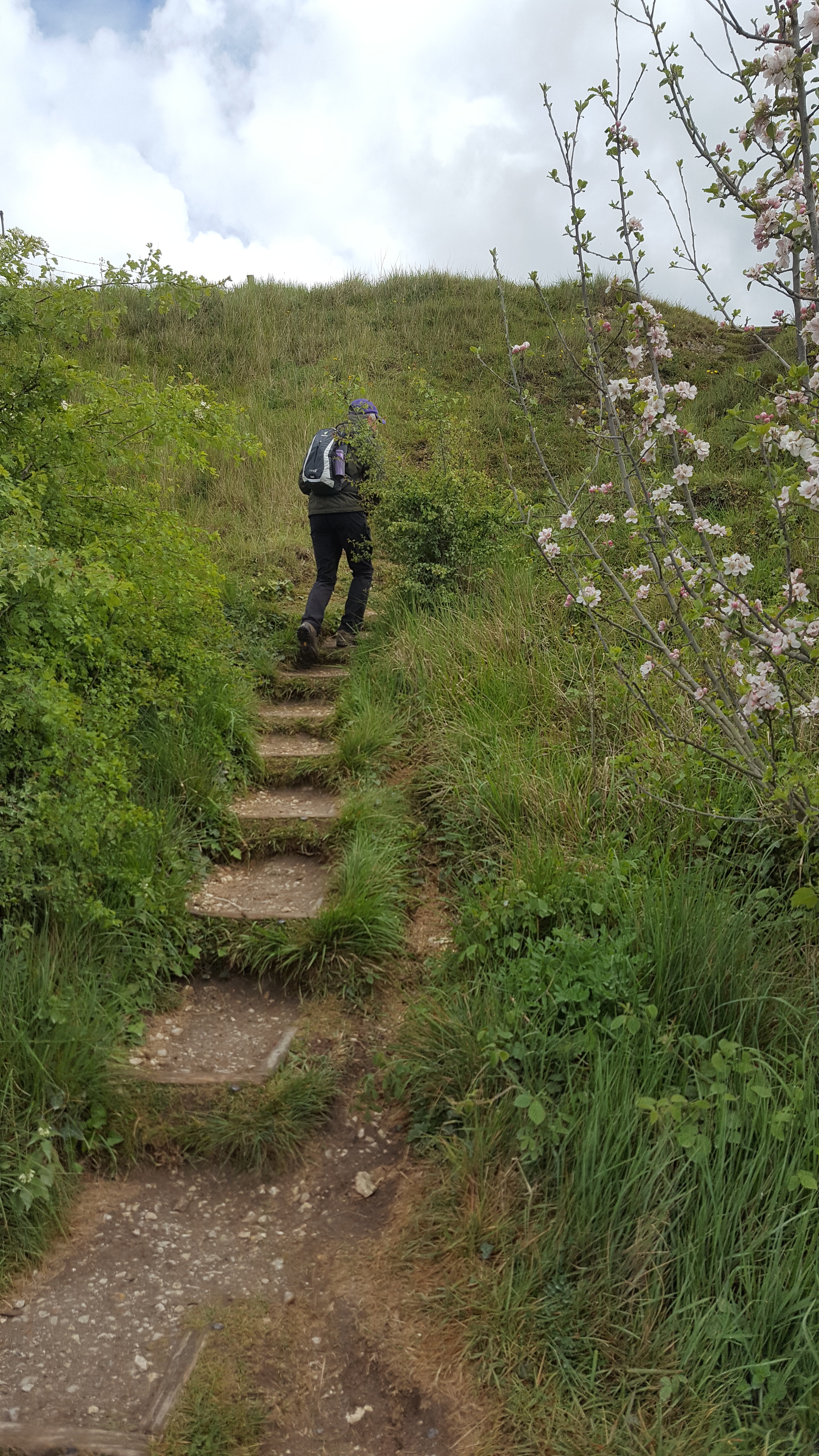 Gentle Walk on Hartland Moor