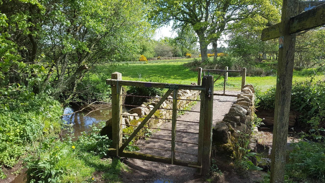 Gentle Walk on Hartland Moor