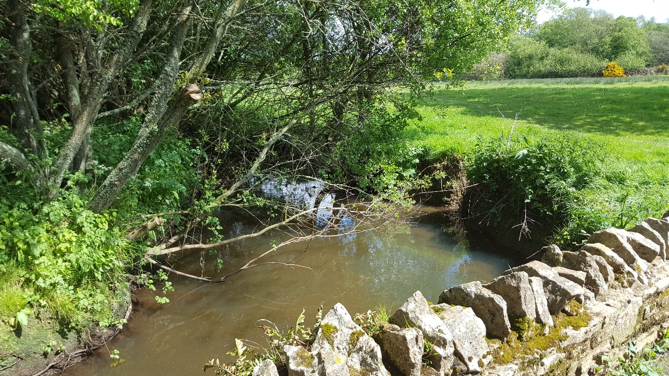 Gentle Walk on Hartland Moor