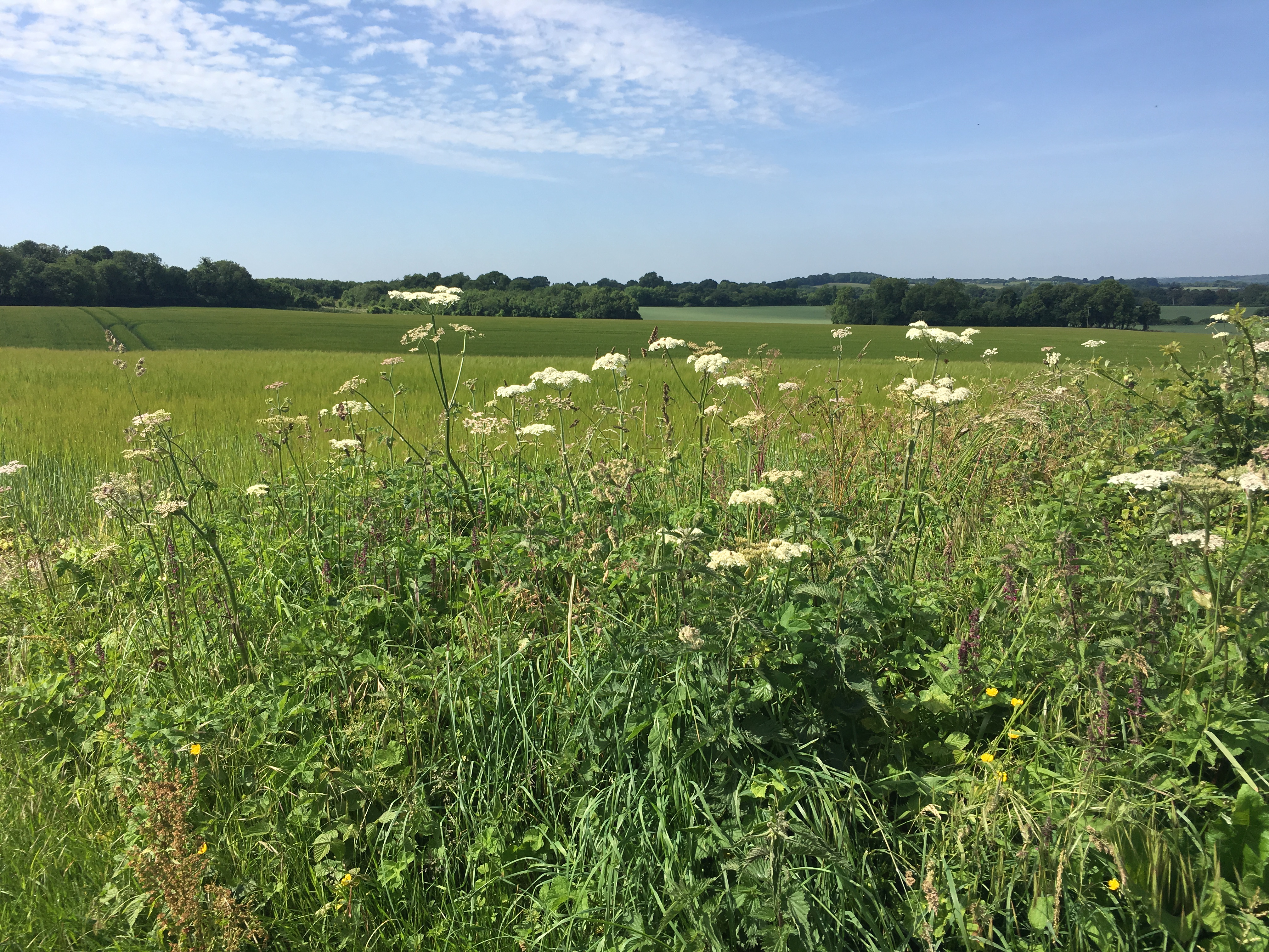 A FASTER PACED WALK (Gear 2 to 3) - Cheesefoot Head to Chilcomb - 5 miles