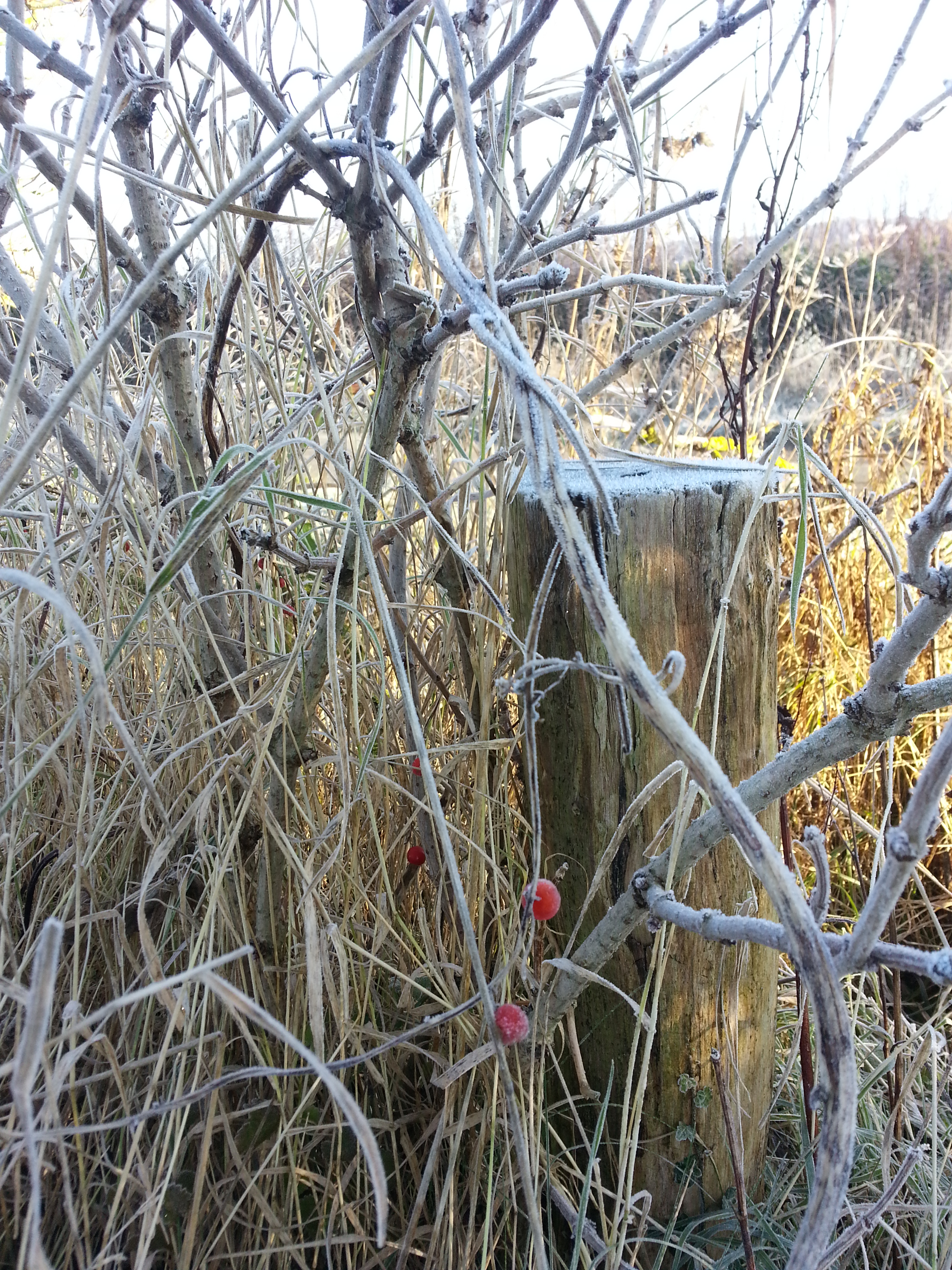 MERRY CHRISTMAS FROM EVERYONE AT WALXRIDGEWAY NO WALK TODAY