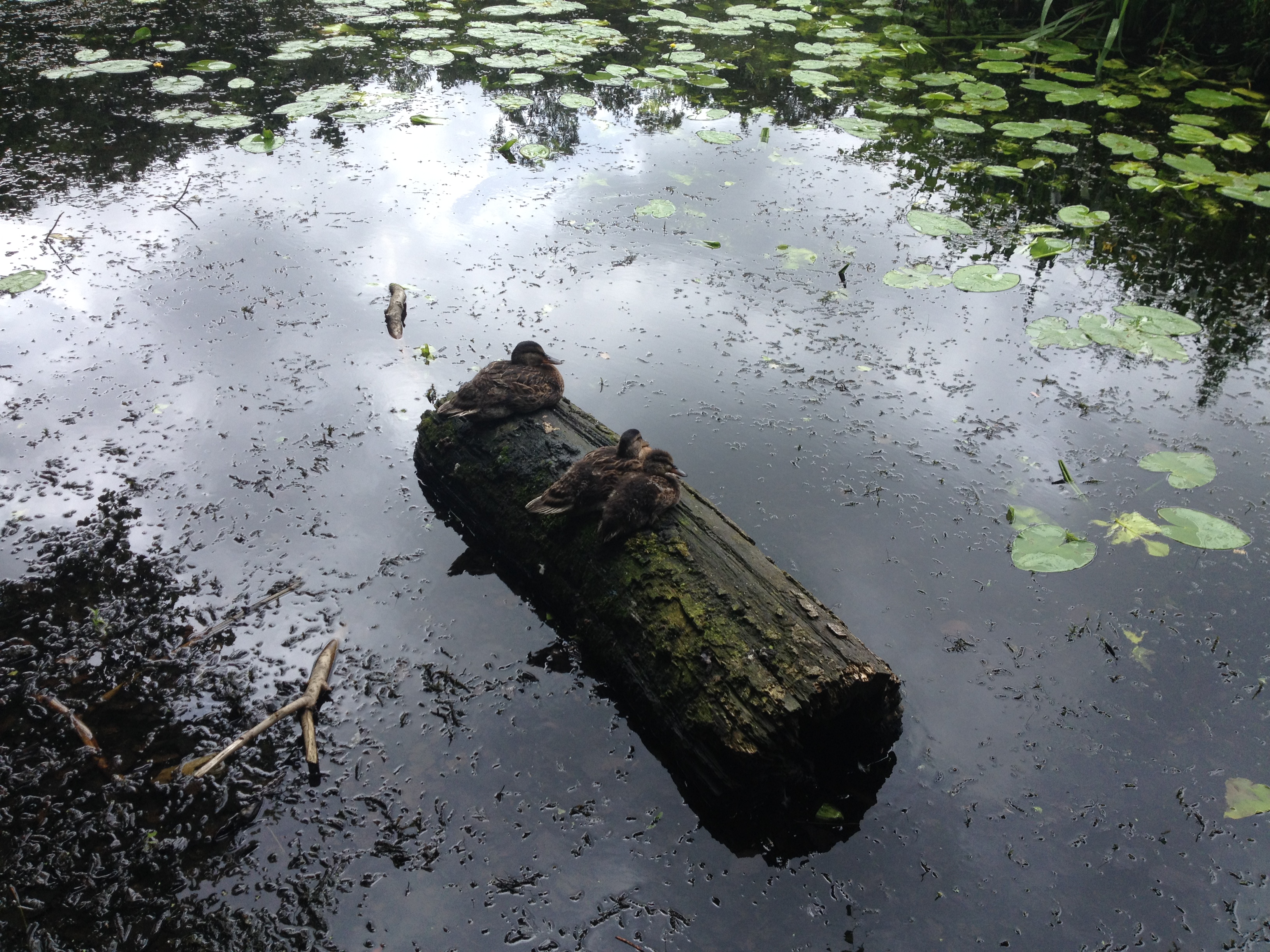 Keston Ponds - (Gentle walk with Sabine + balance and flexibility exercises)