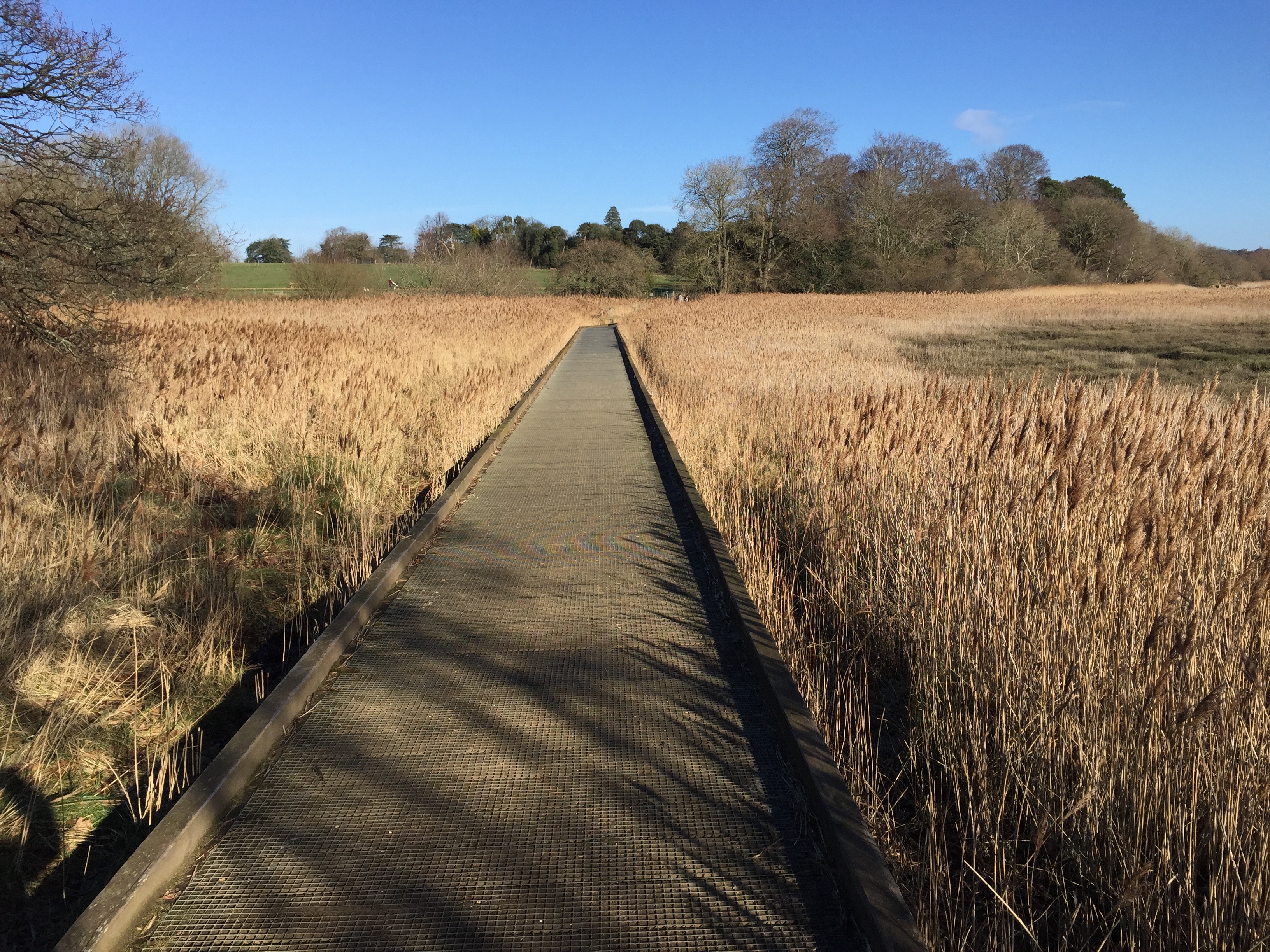 Social walk at Upton Country park