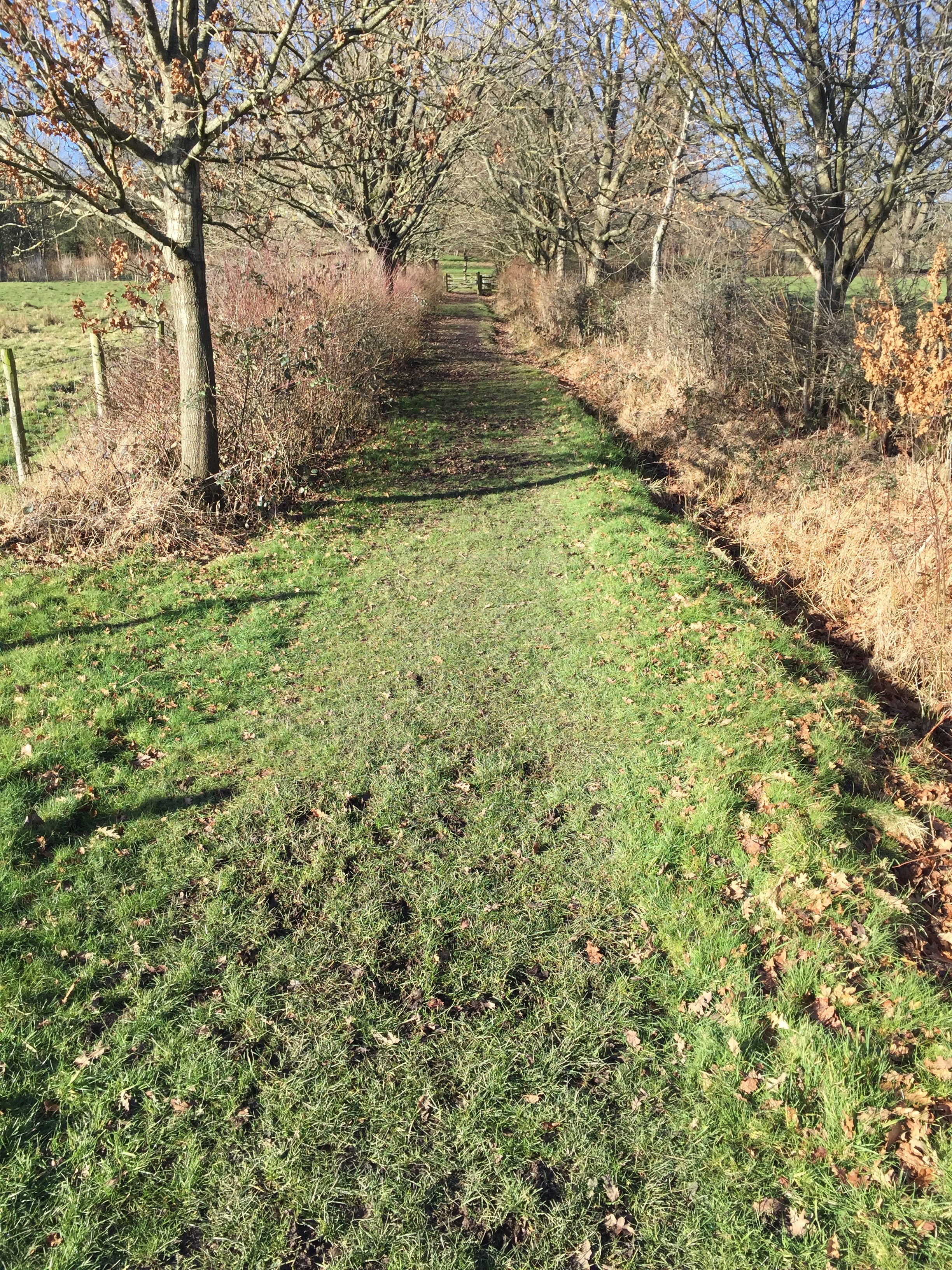 Social walk at Upton Country park