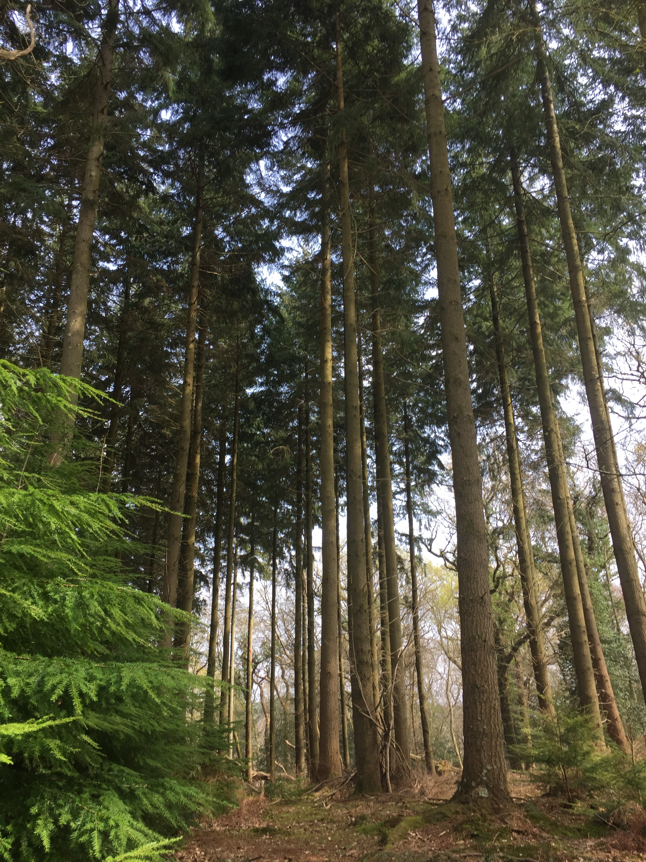 Anderwood Evening Walk