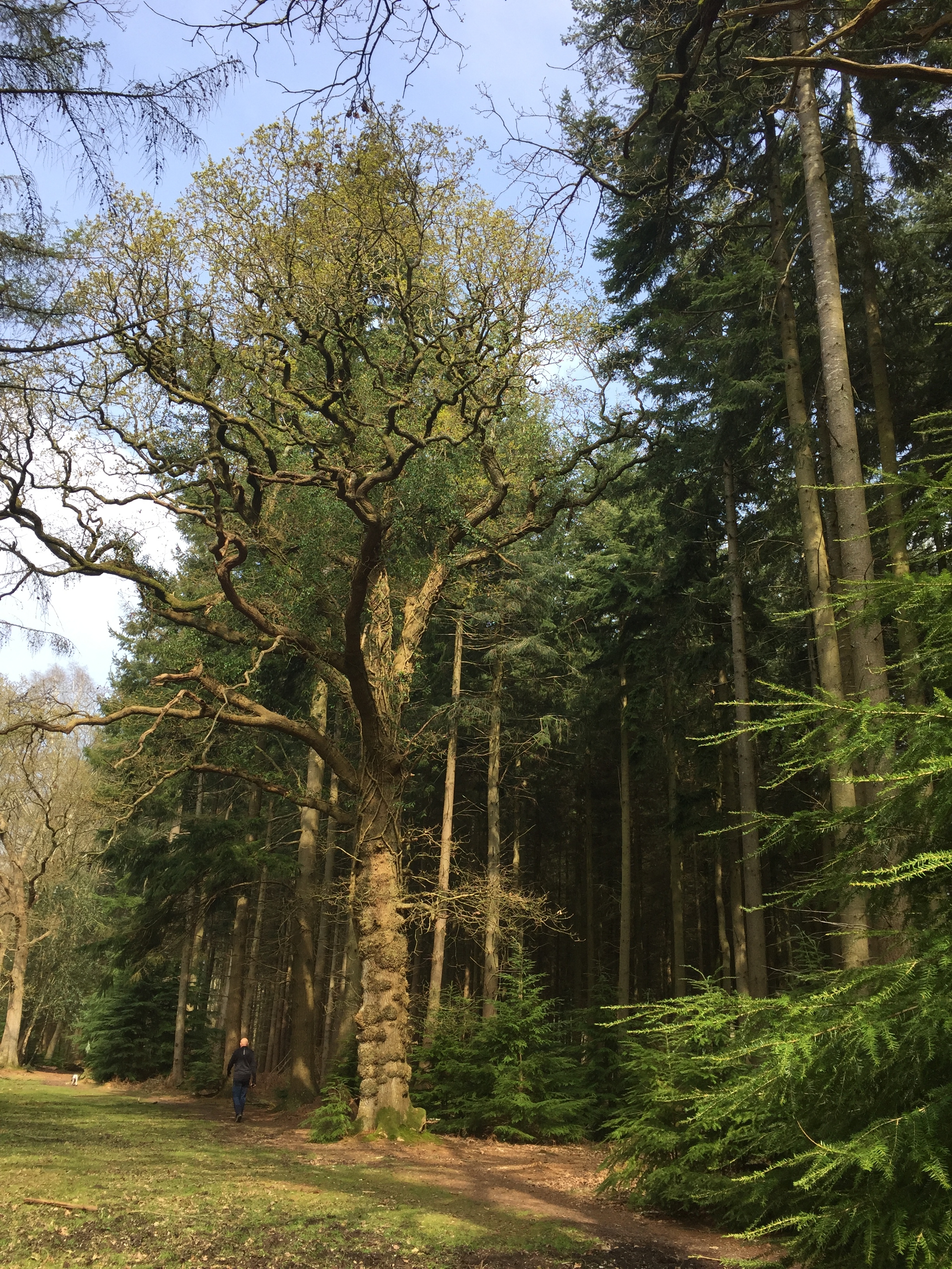 Anderwood Evening Walk
