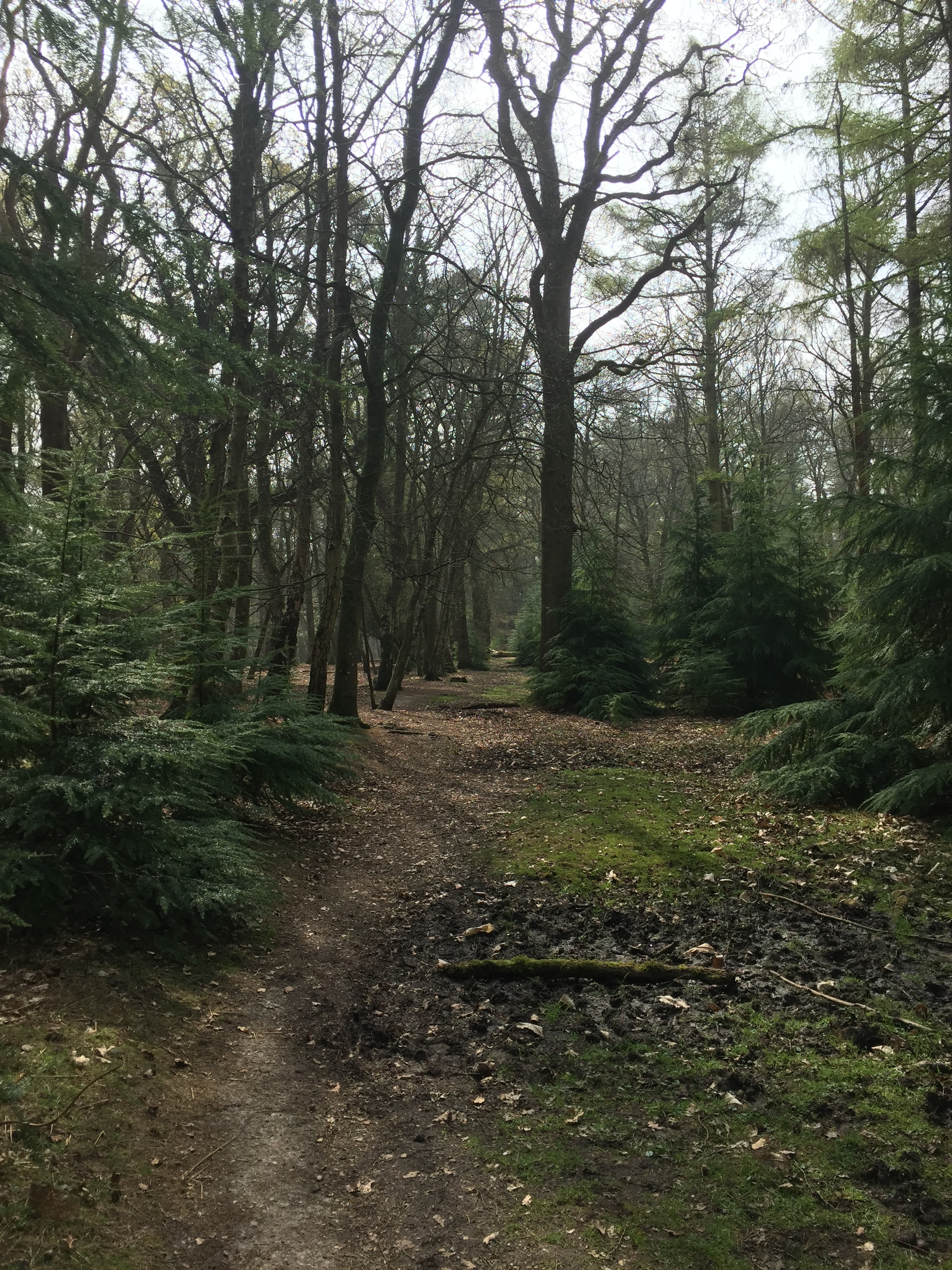 Anderwood Evening Walk