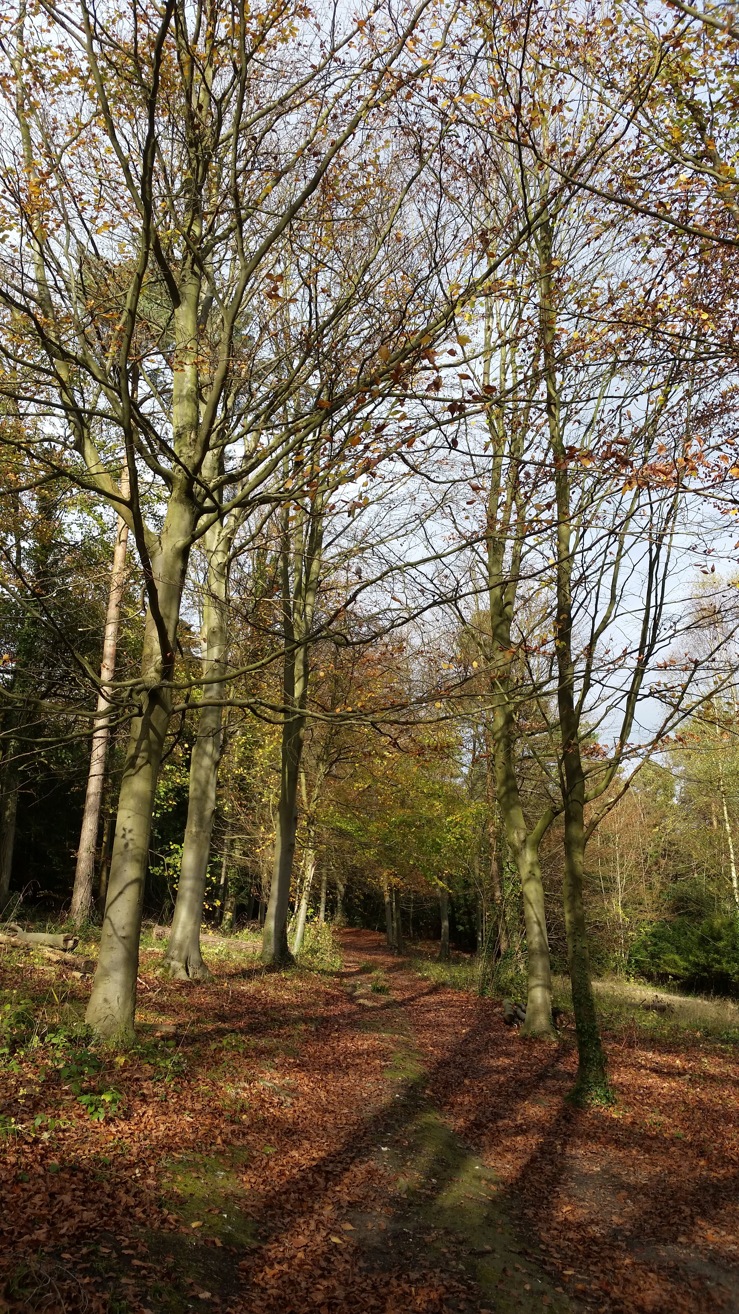 Woodlands Walk