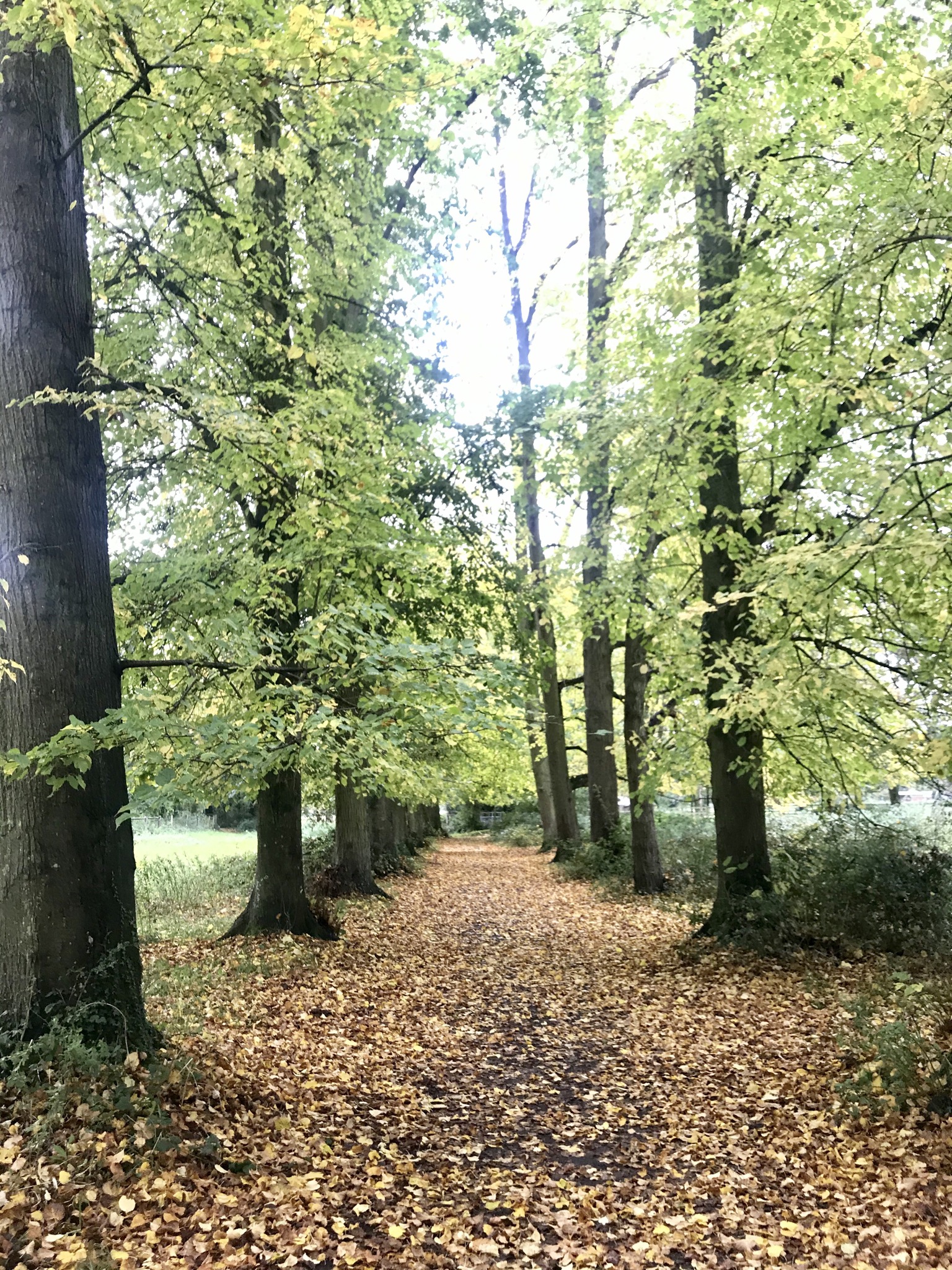 Winchester Christmas Market Trip with River Itchen Walk