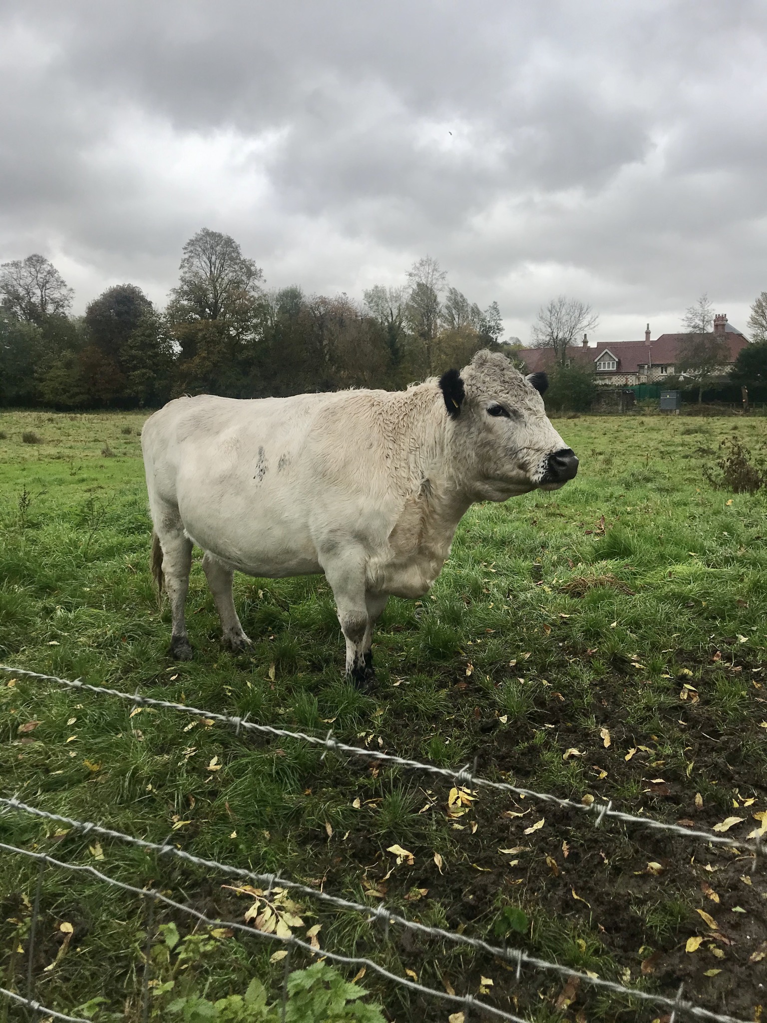 Winchester Christmas Market Trip with River Itchen Walk