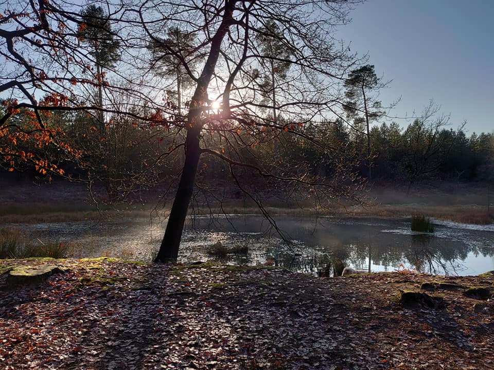 Introduction to Nordic Walking with the Power of Poles Induction: Delamere Forest