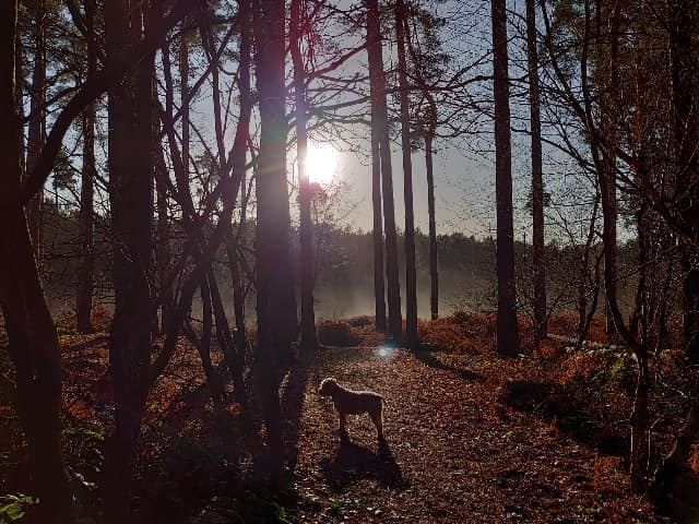 Introduction to Nordic Walking with the Power of Poles induction. Delamere Forest