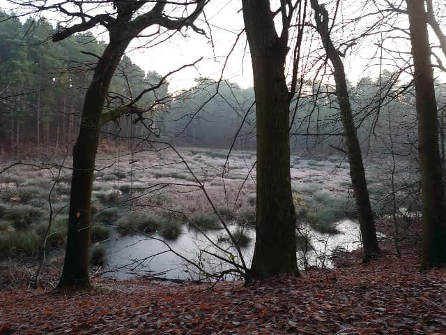 Introduction to Nordic Walking with the Power of Poles induction. Delamere Forest