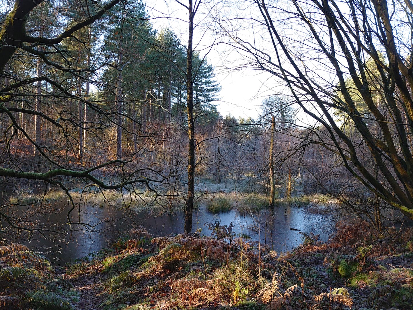 Introduction to Nordic Walking with the Power of Poles induction. Delamere Forest