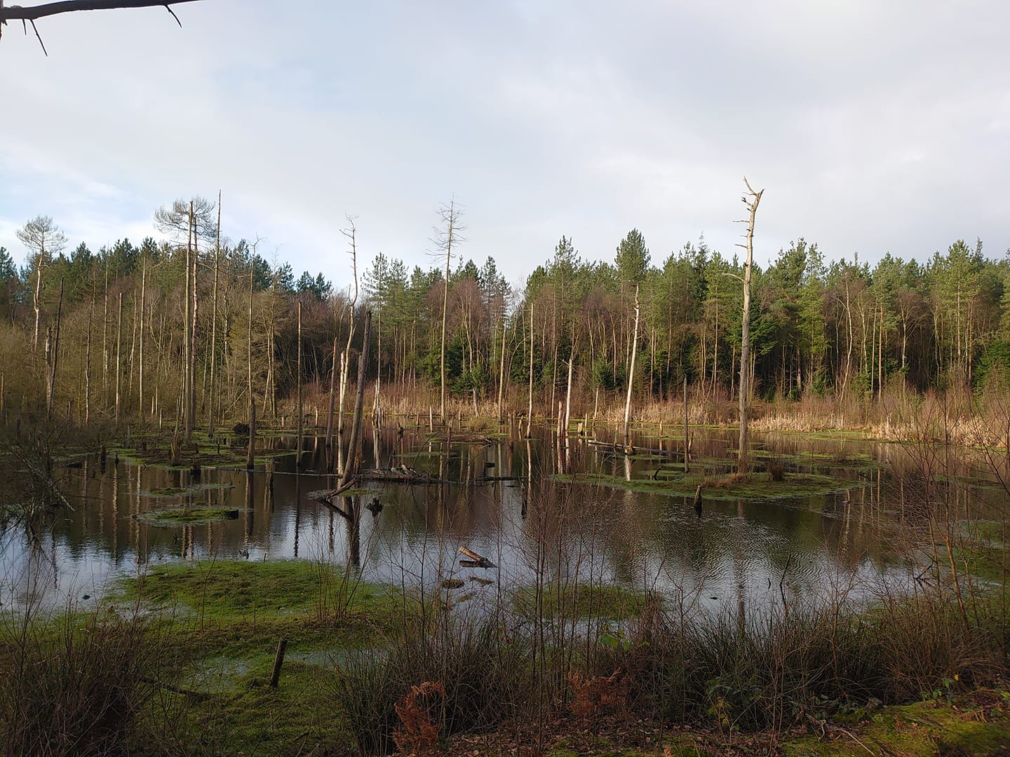 Introduction to Nordic Walking with the Power of Poles Induction: Delamere Forest