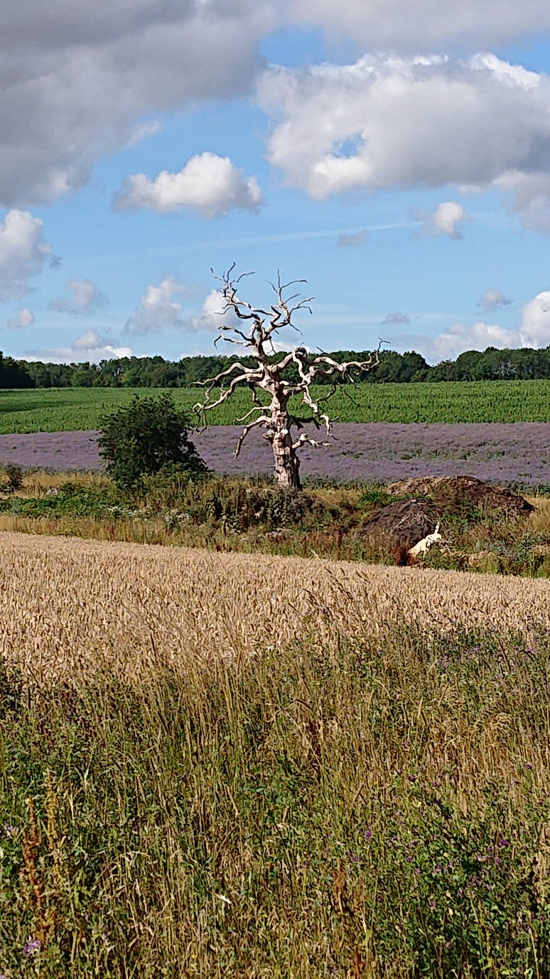 after walk from Ovington (Gear 1 to 2) - 4 miles