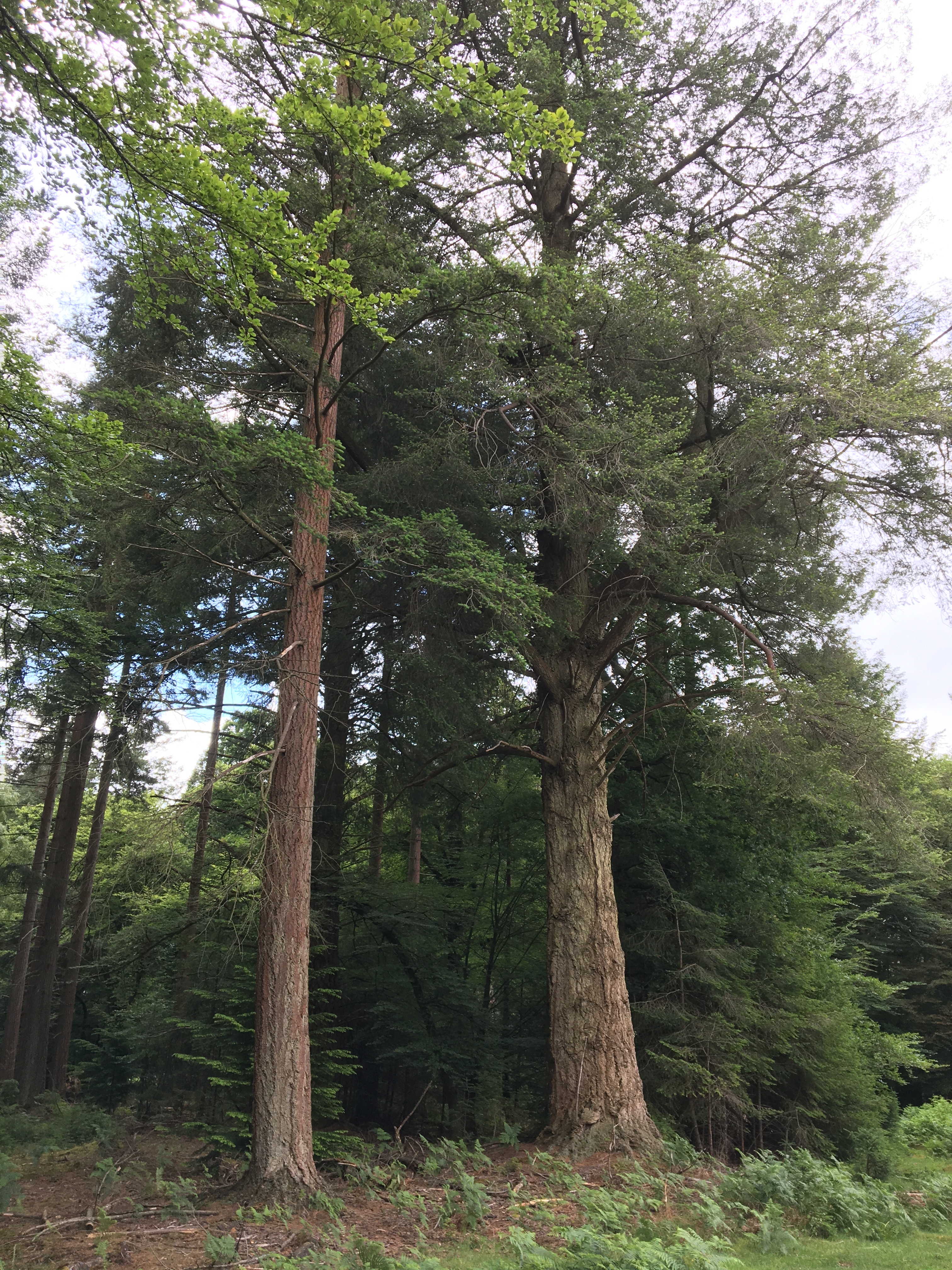 Knightwood Oak Gentle Walk