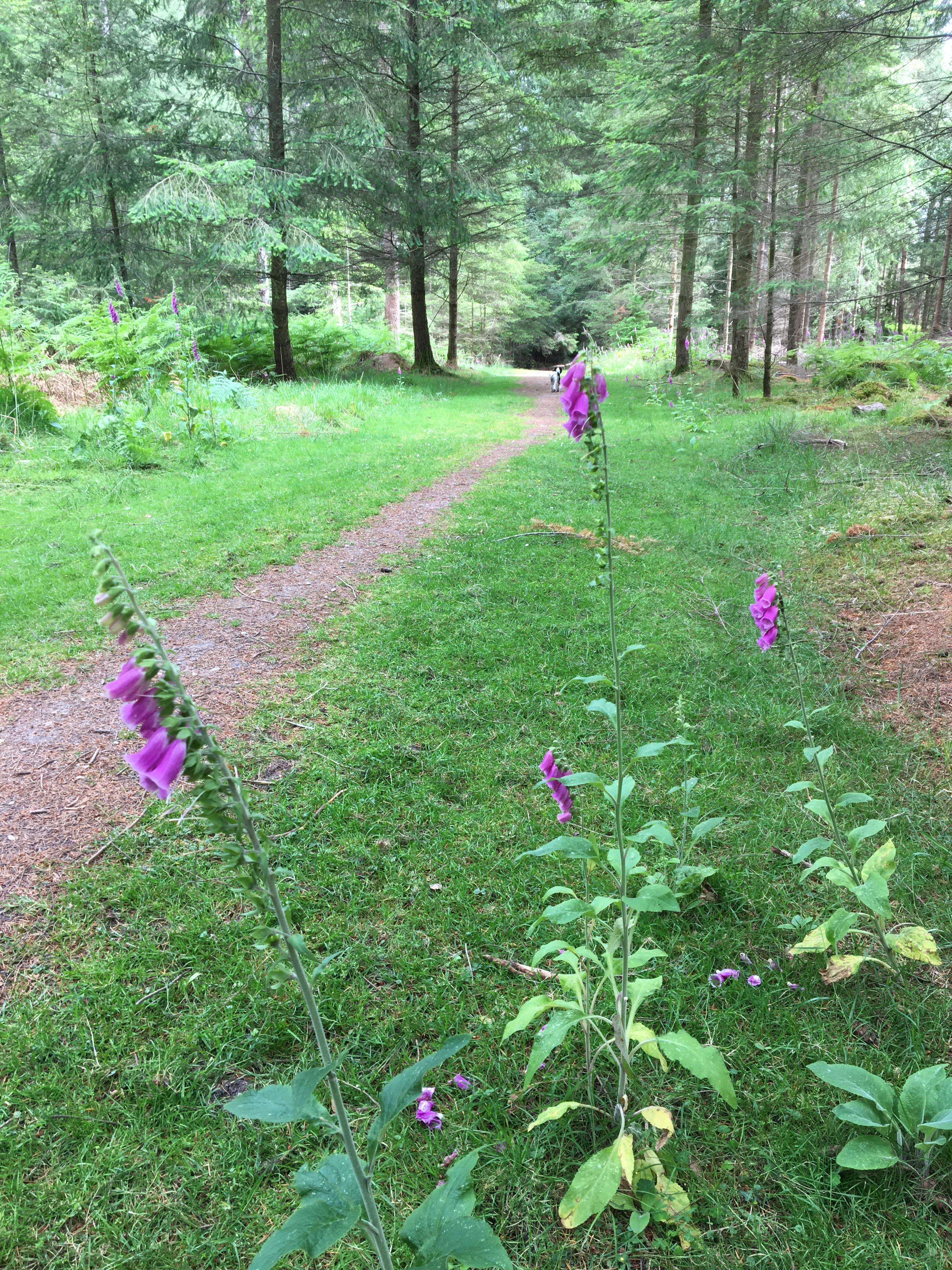 Knightwood Oak Gentle Walk