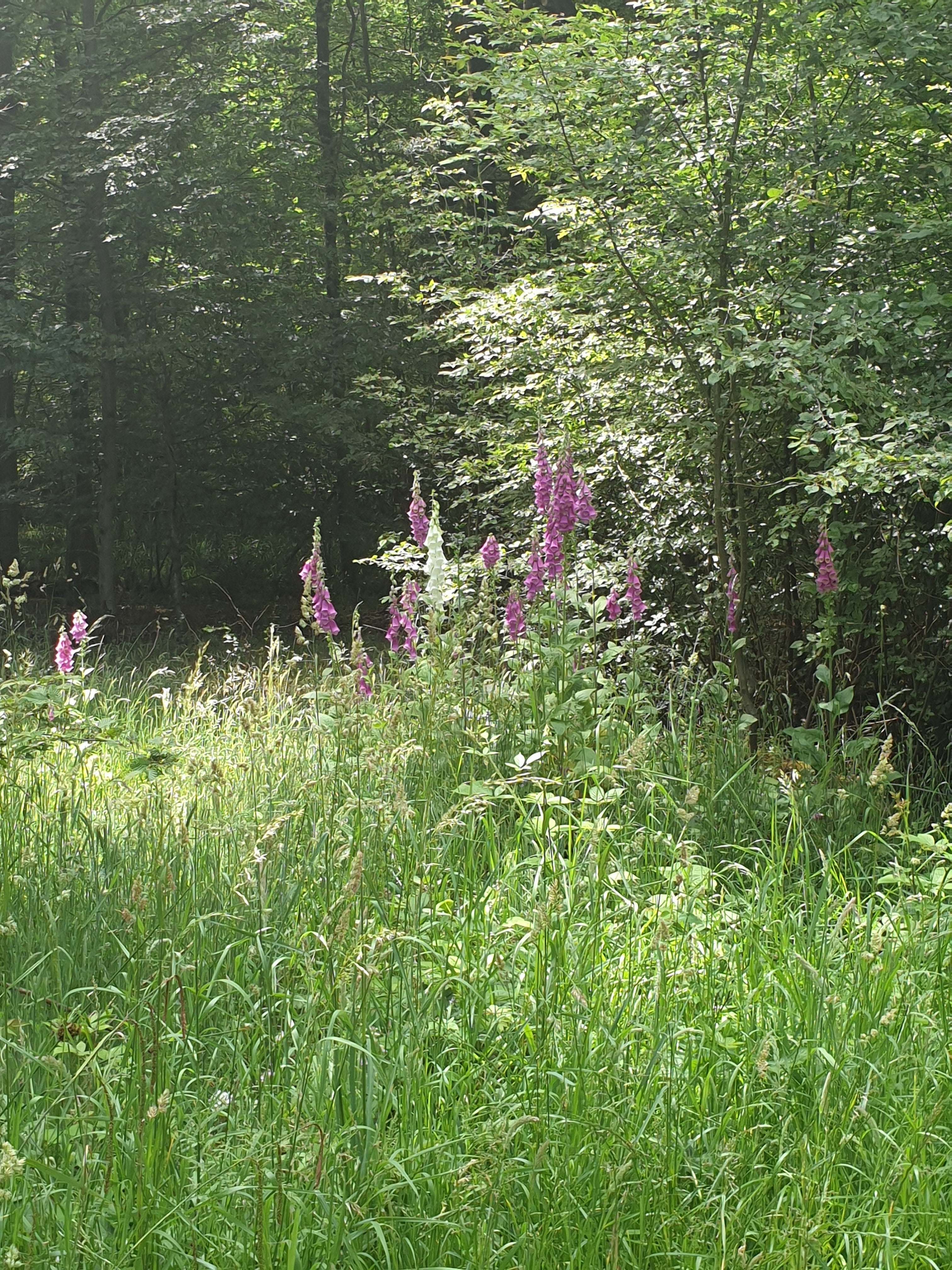 Walk & Talk - Tonwell