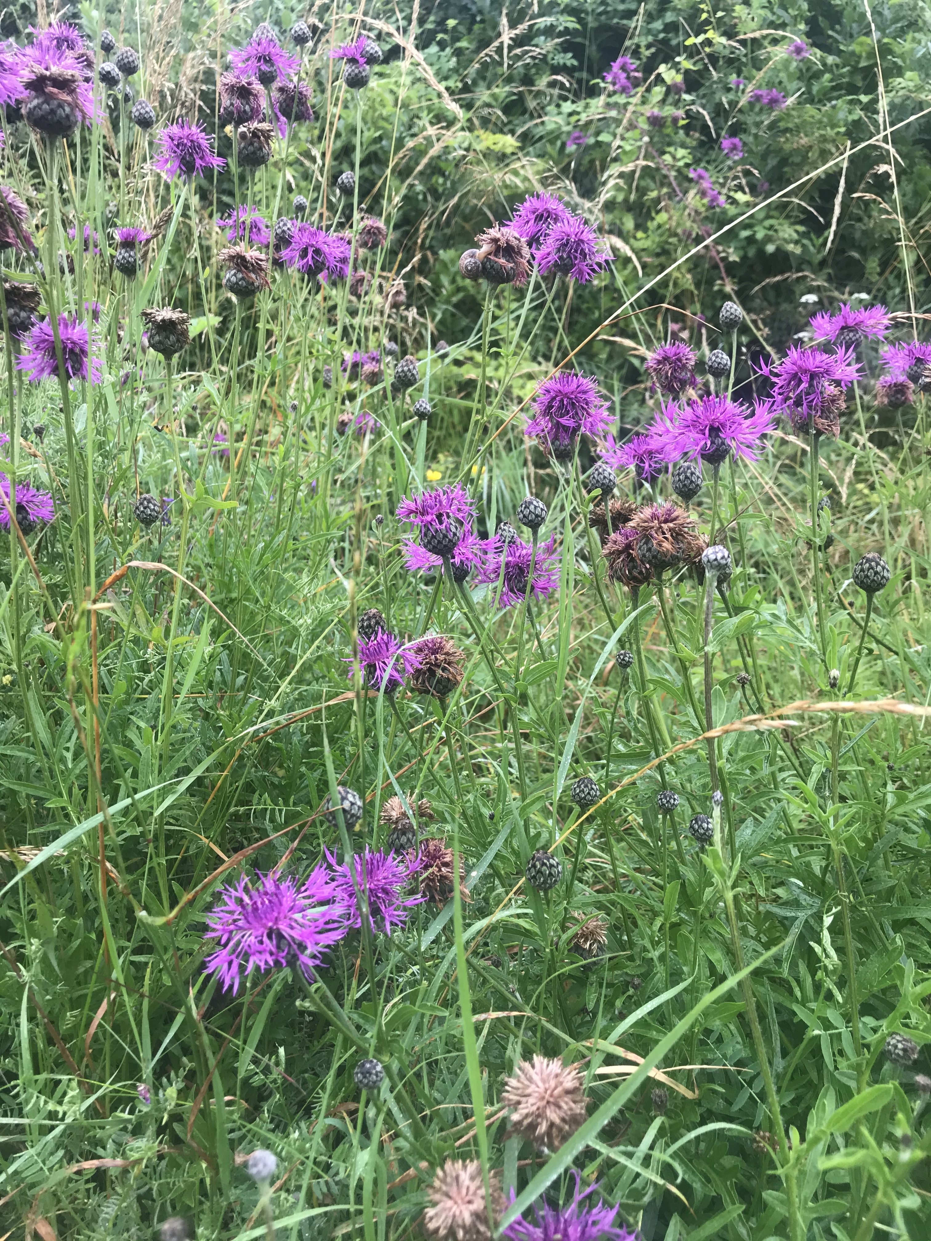 Cranborne Chase - further afield walk