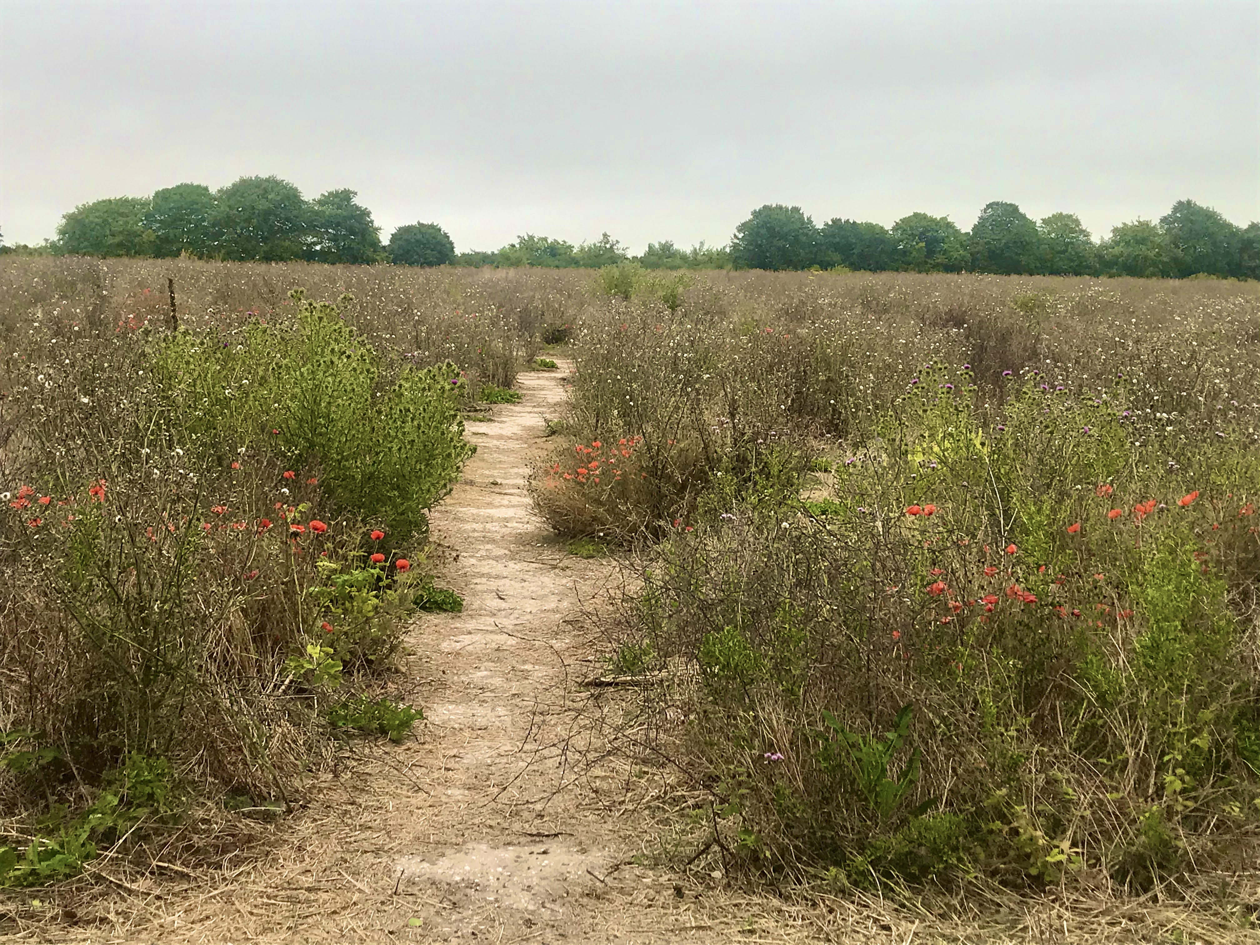 Cranborne Chase - further afield walk