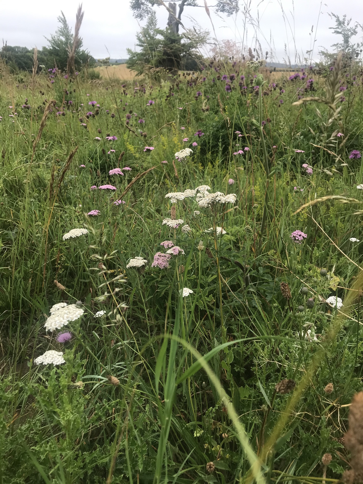 Cranborne Chase - further afield walk
