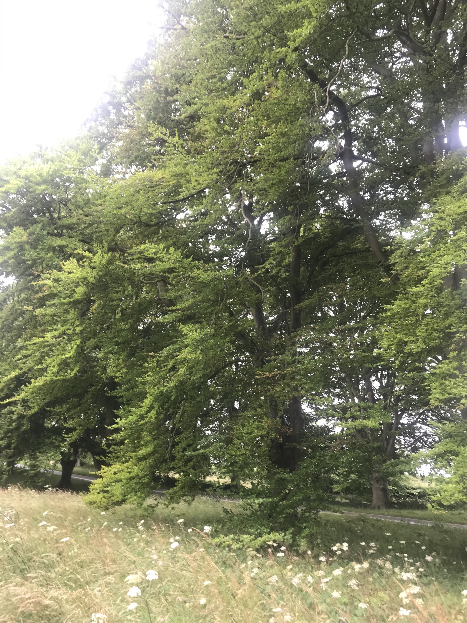 Cranborne Chase - further afield walk
