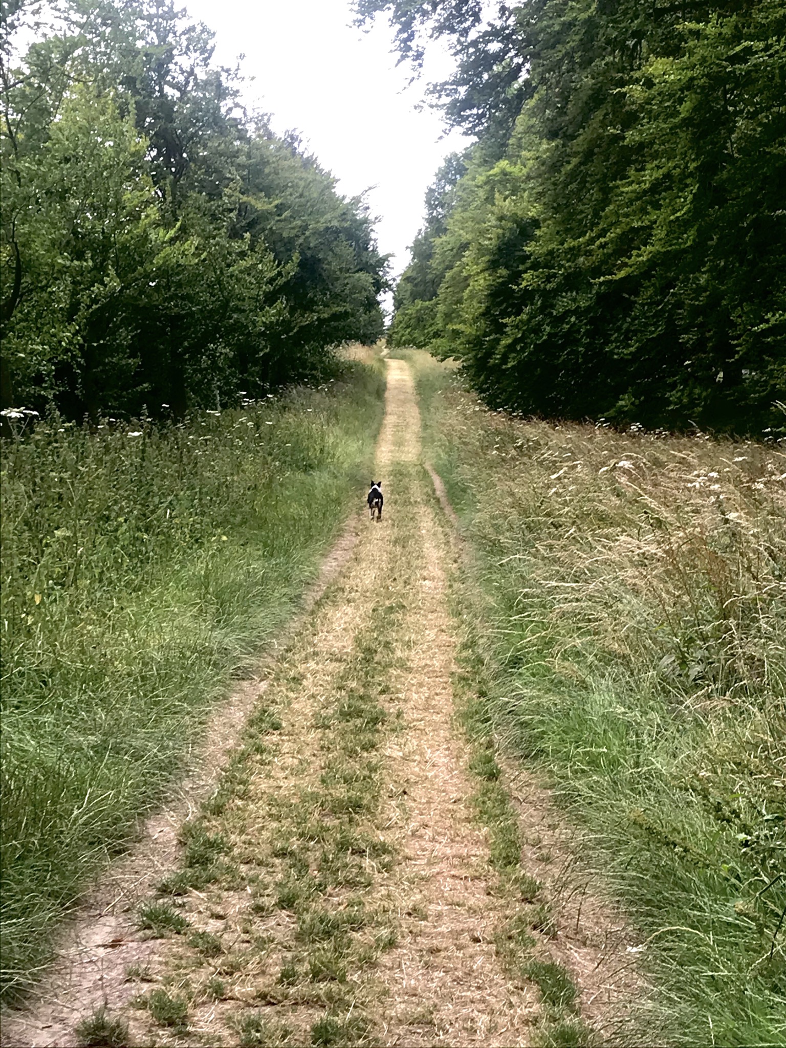 Cranborne Chase - further afield walk