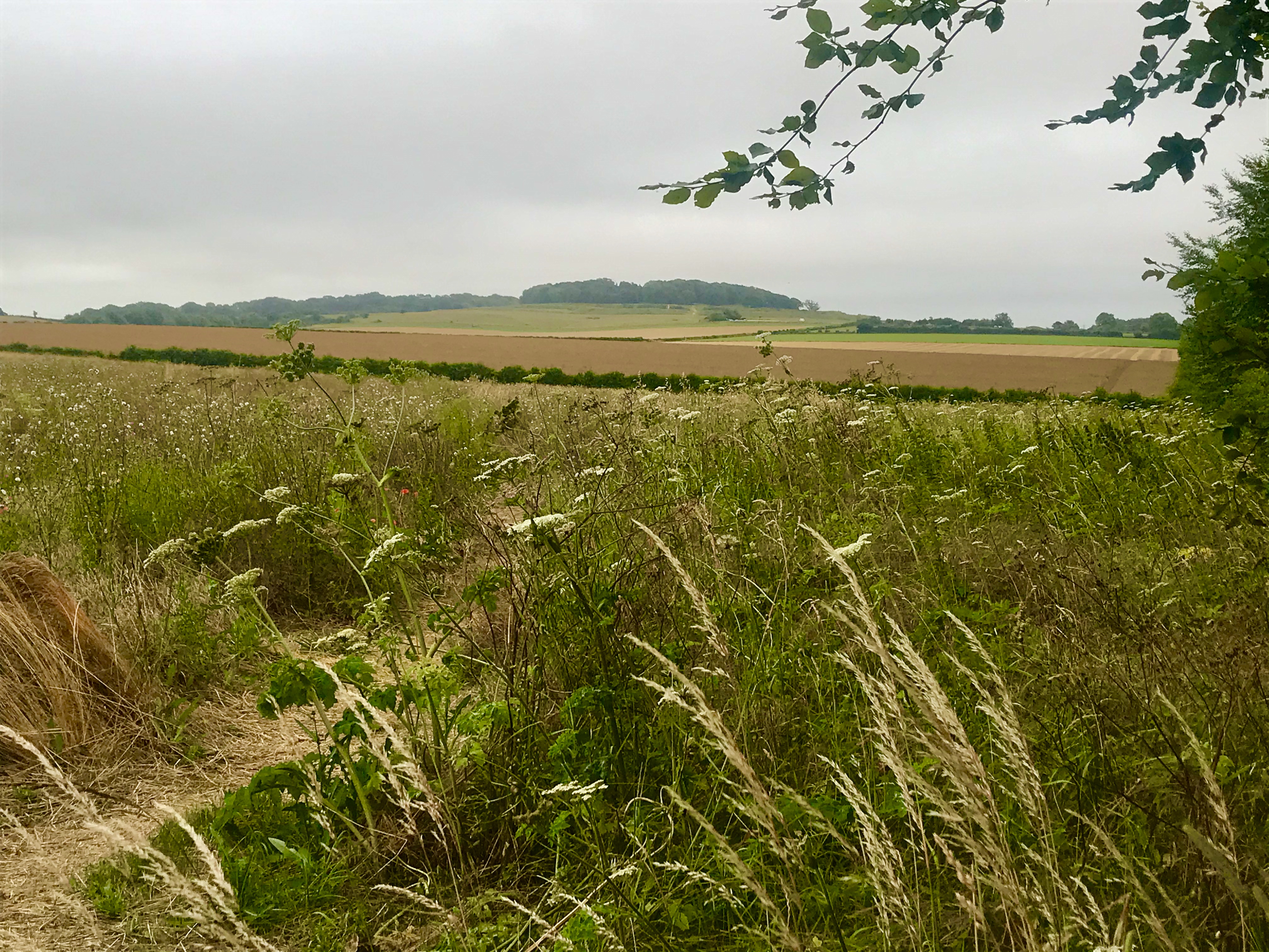 Cranborne Chase - further afield walk