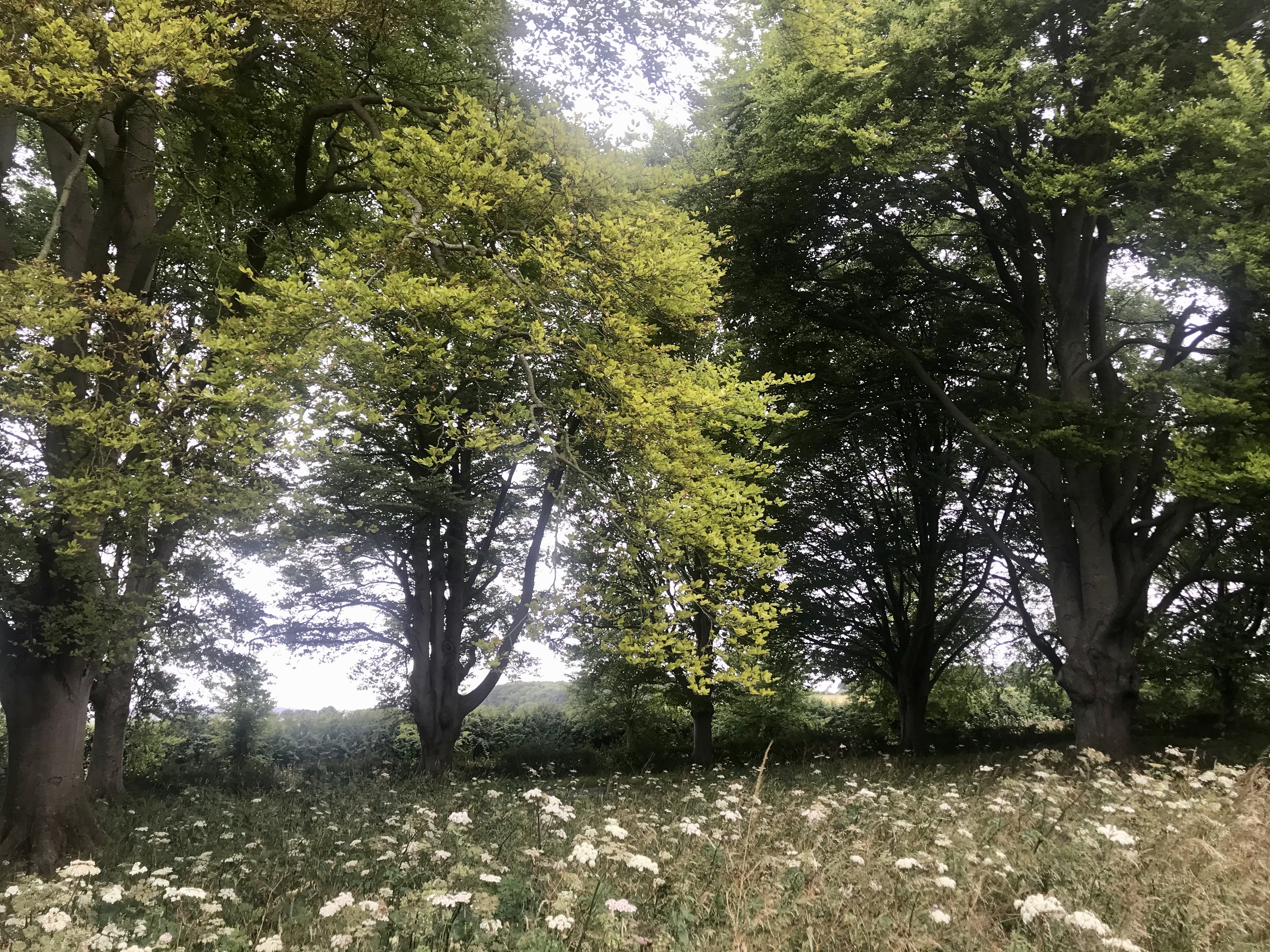 Cranborne Chase - further afield walk