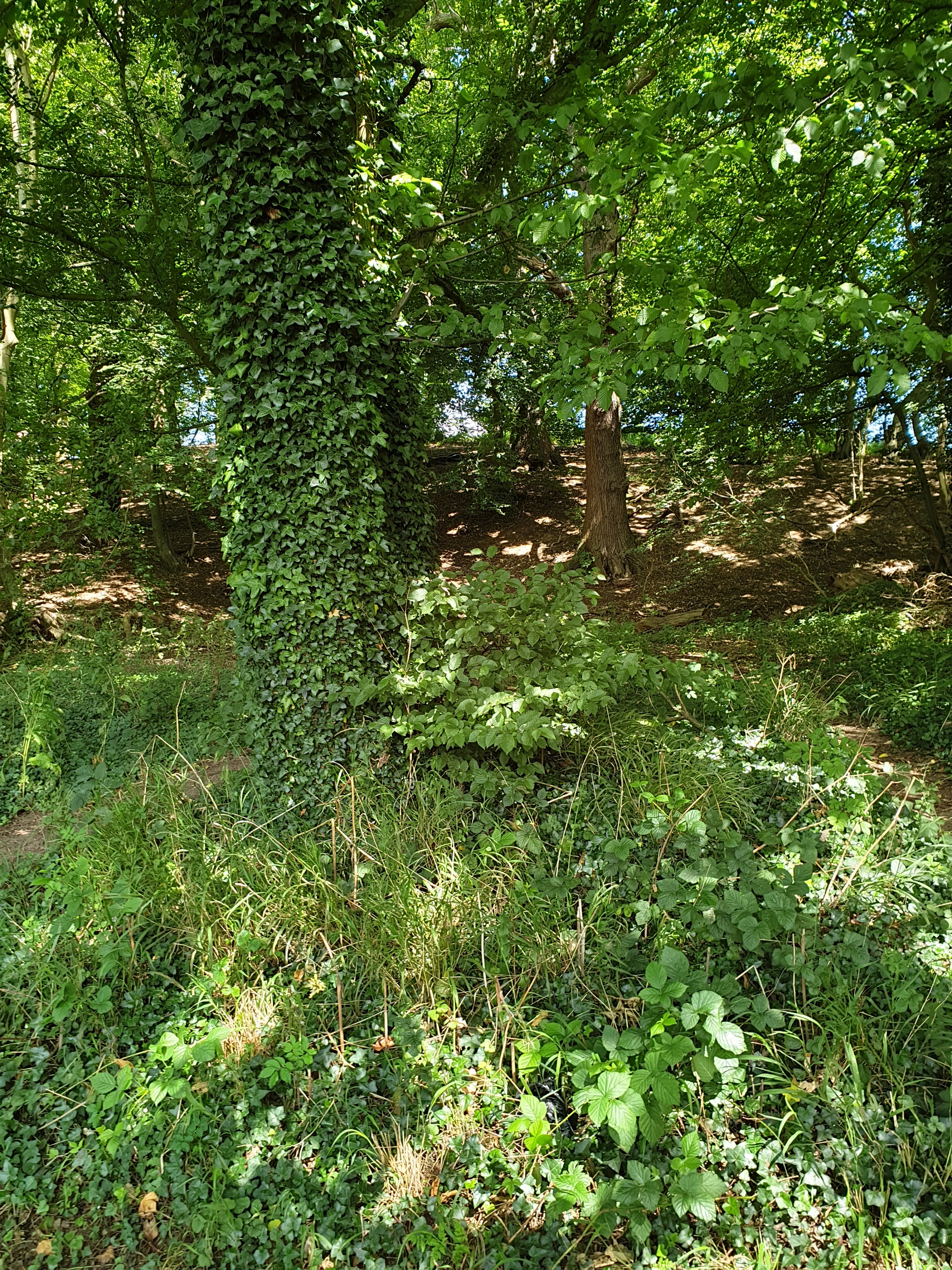 Walk & Talk - Watton to Woodhall