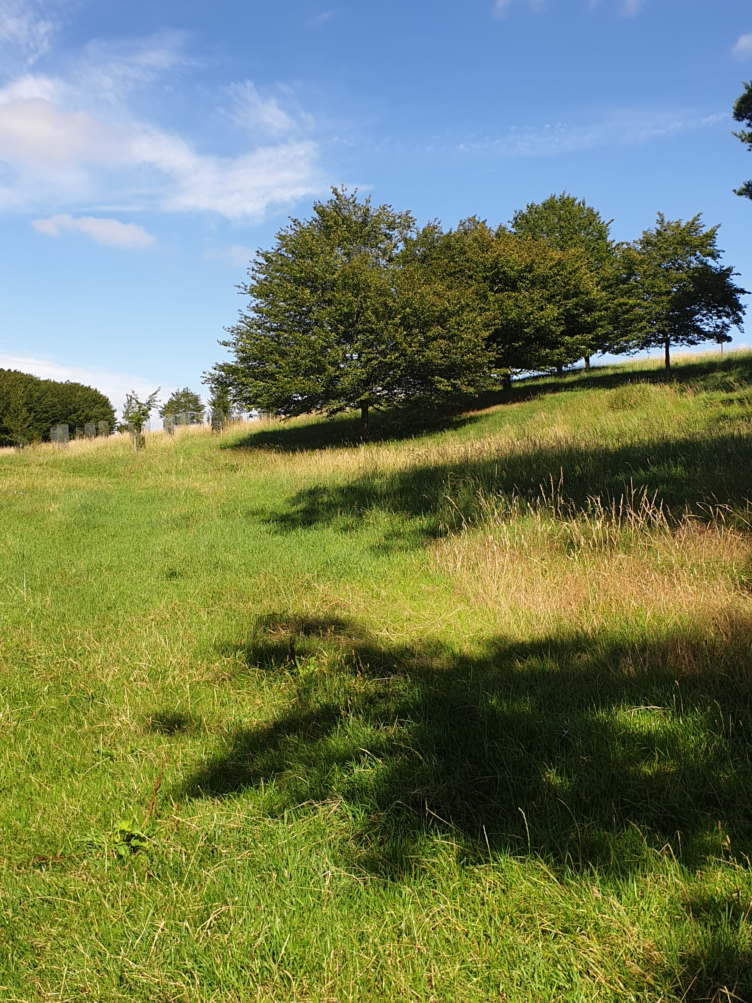 Walk & Talk - Watton to Woodhall