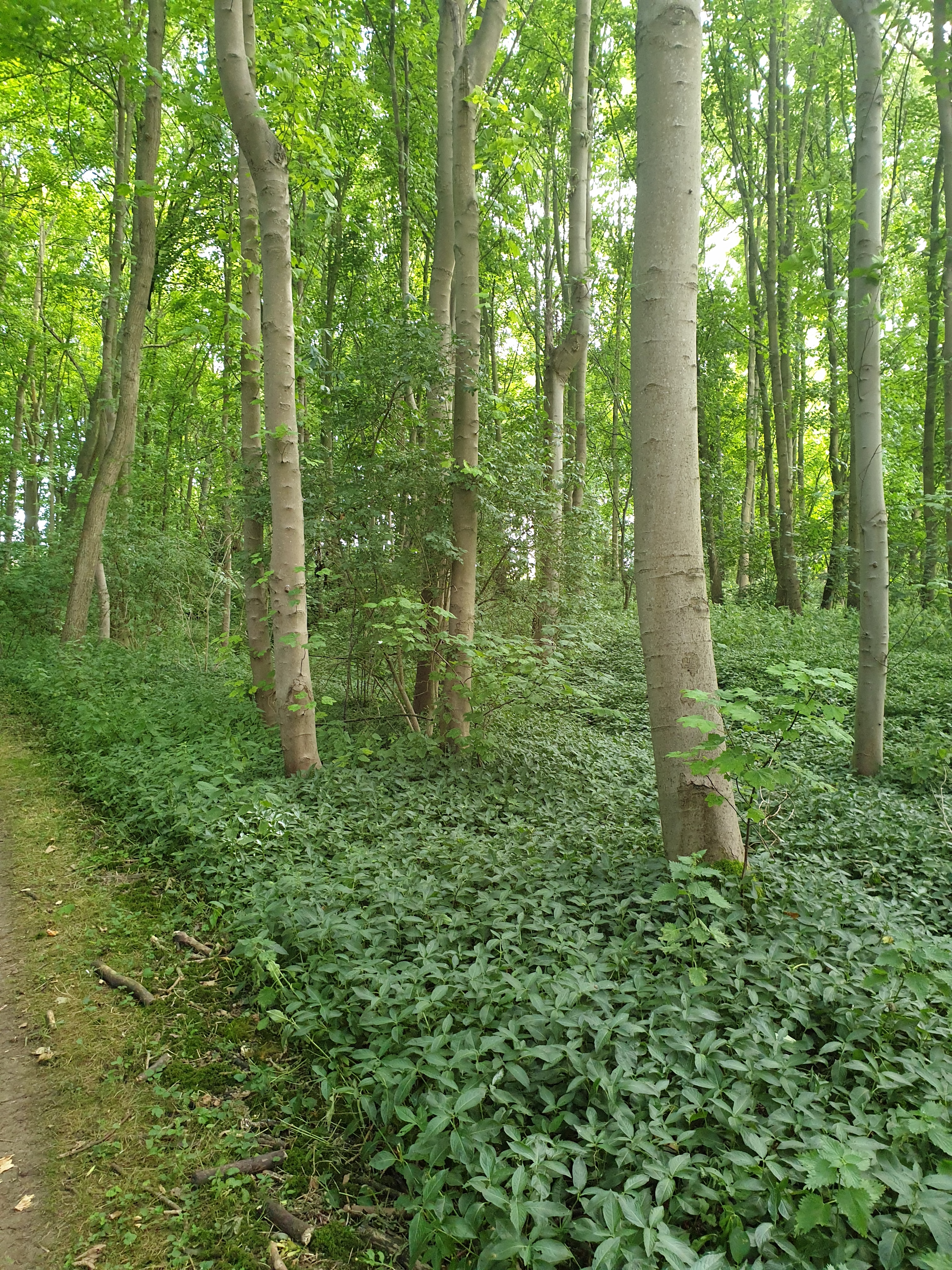 Walk & Talk - Watton to Woodhall