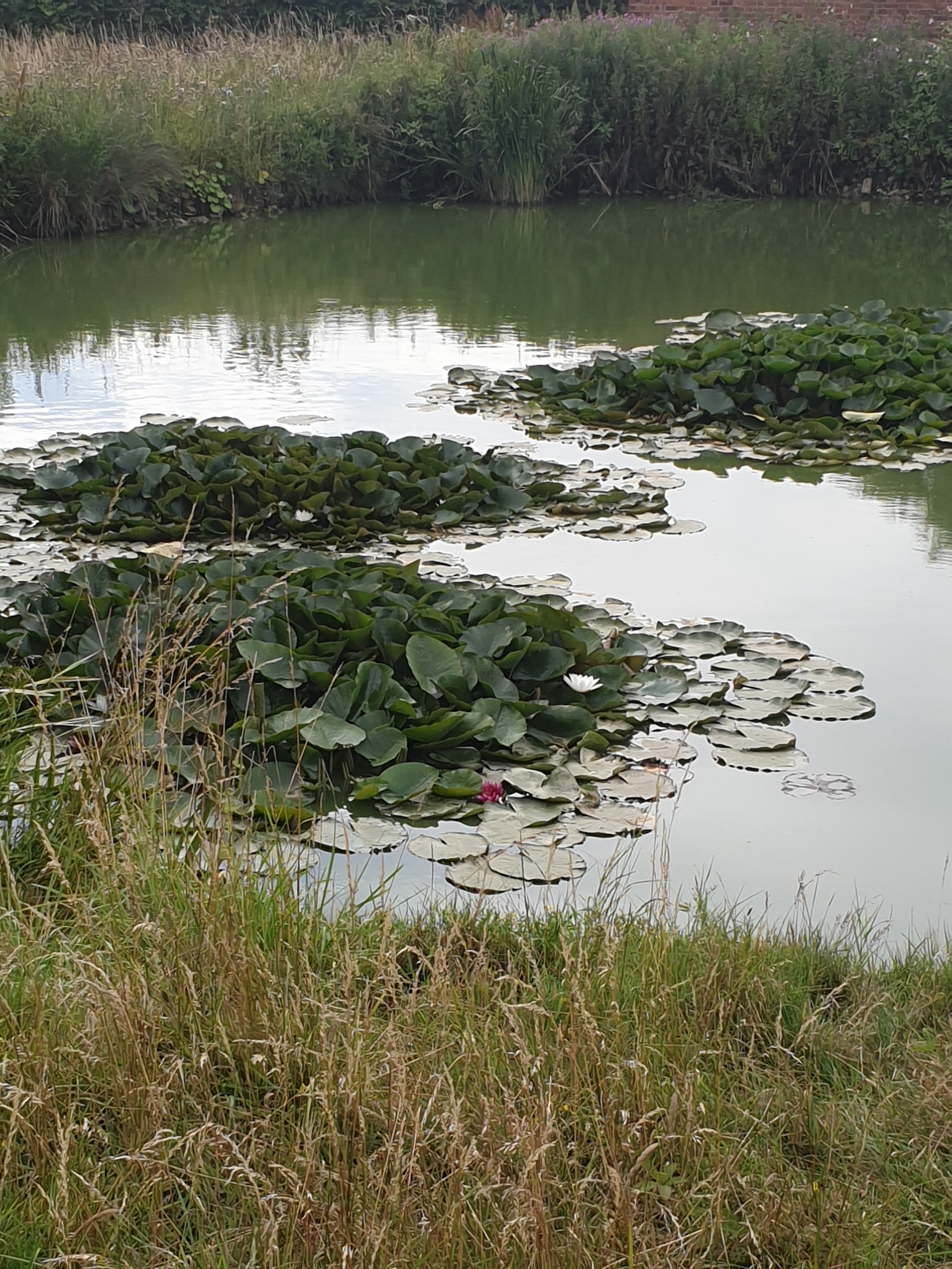 Walk & Talk - Watton to Woodhall