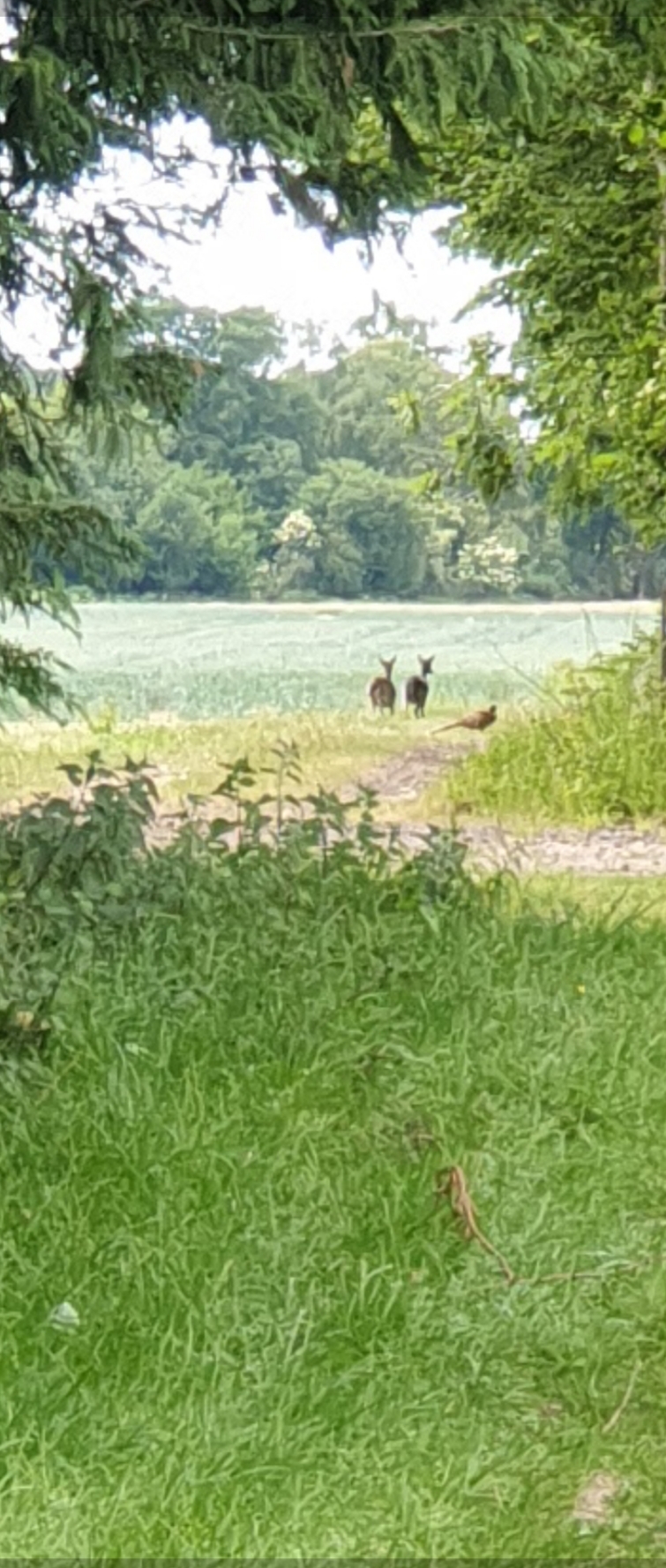 East Stratton walk with optional refreshments at the Northbrook Arms (Gear 1 to 2) - 6.5 miles