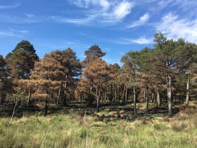 Wareham Forest Sika Social Walk
