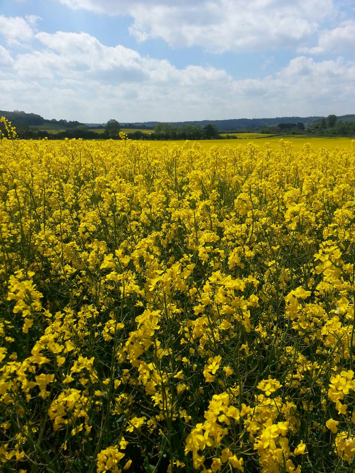 Adventure Walk moderate pace Wigginton with Julie