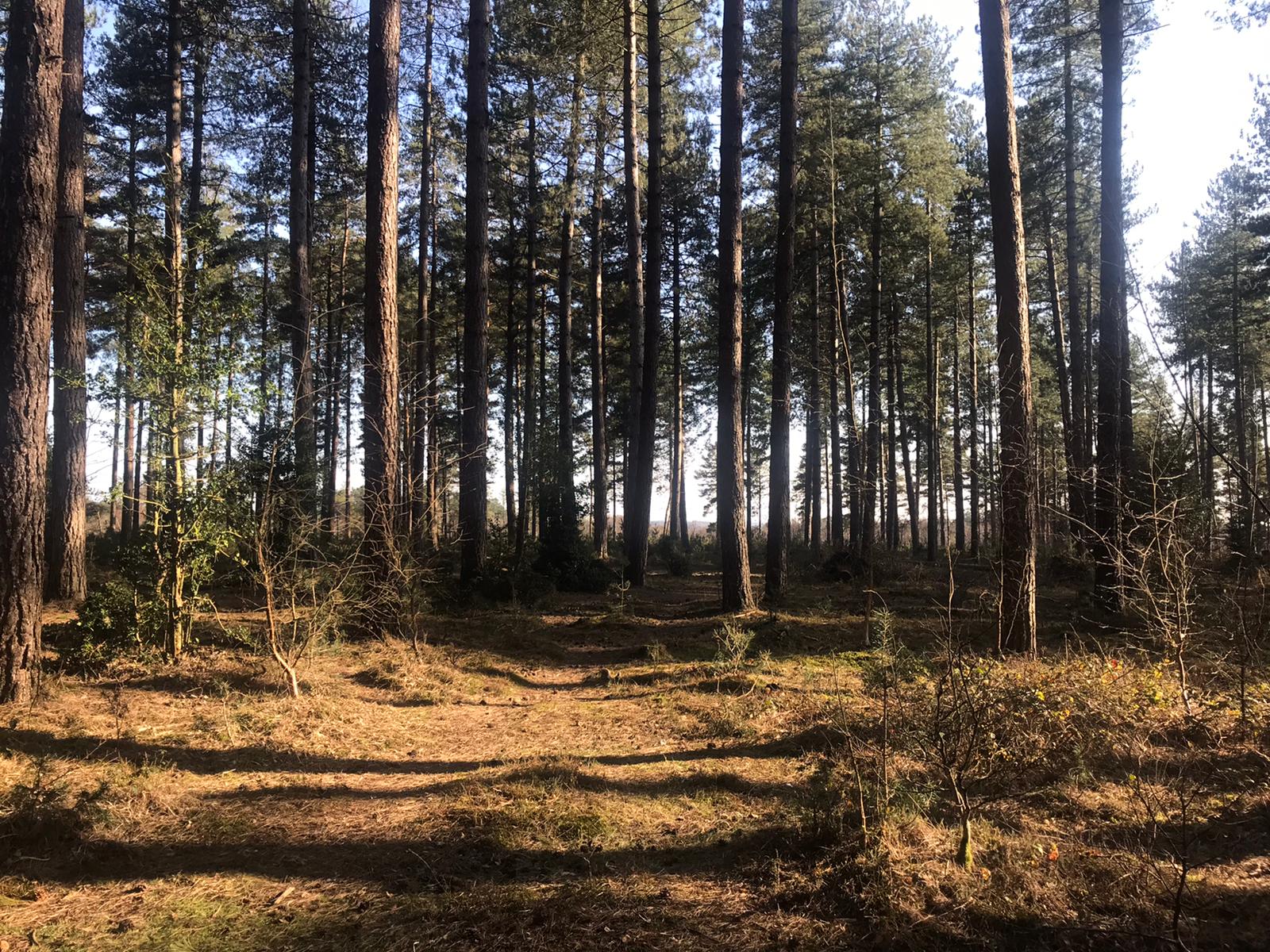 Deerleap Ridge Workout Walk