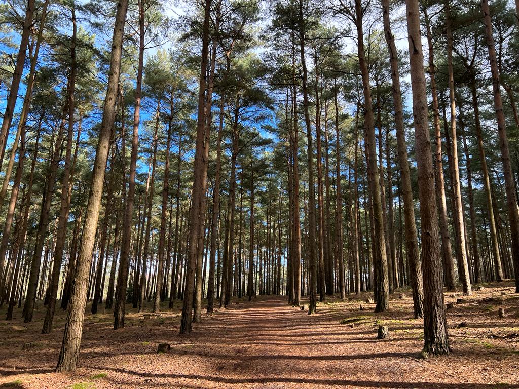 Dibden Bottom Loop All Levels Walk