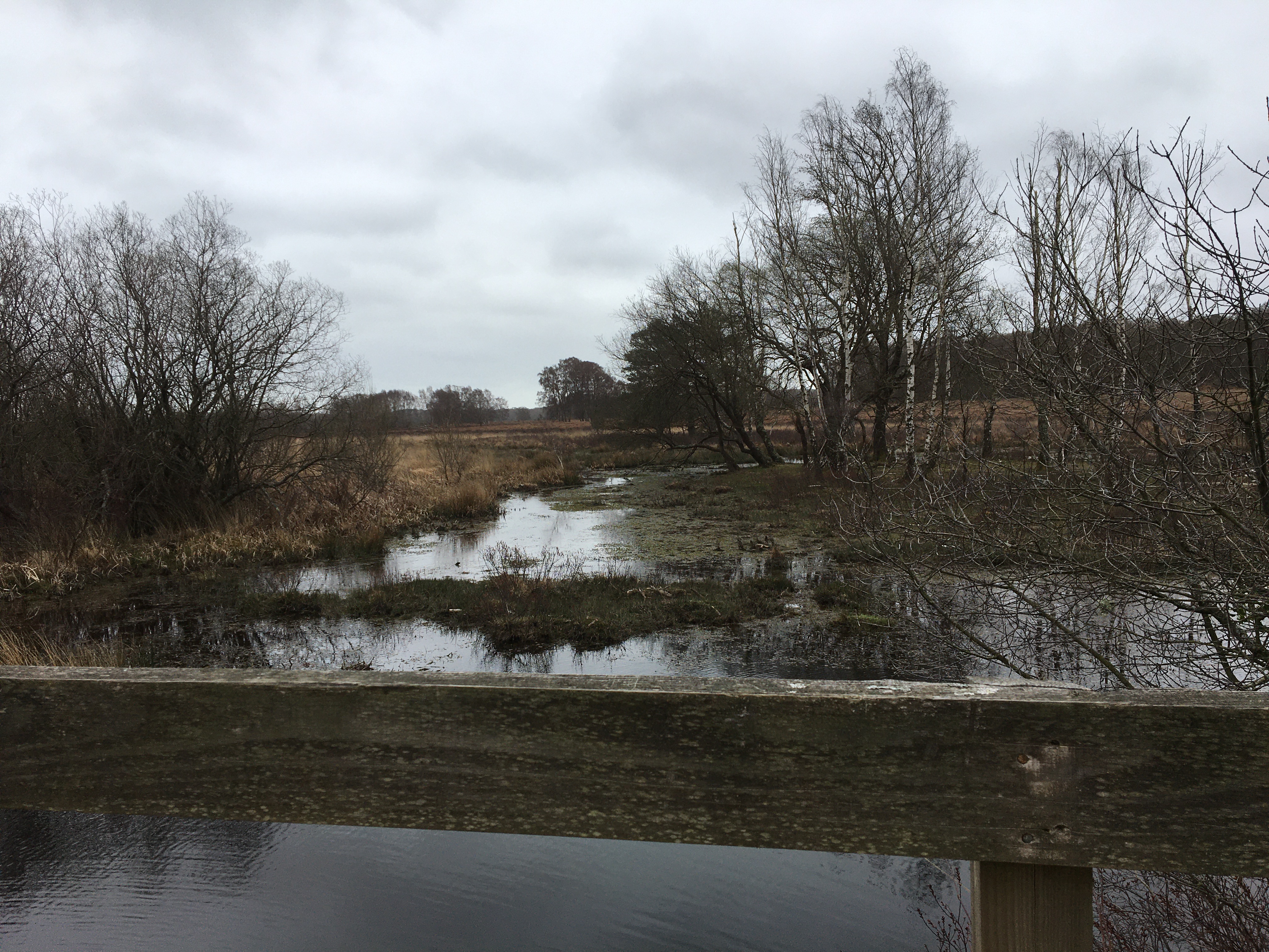 Denny Wood Workout Walk with Coffee