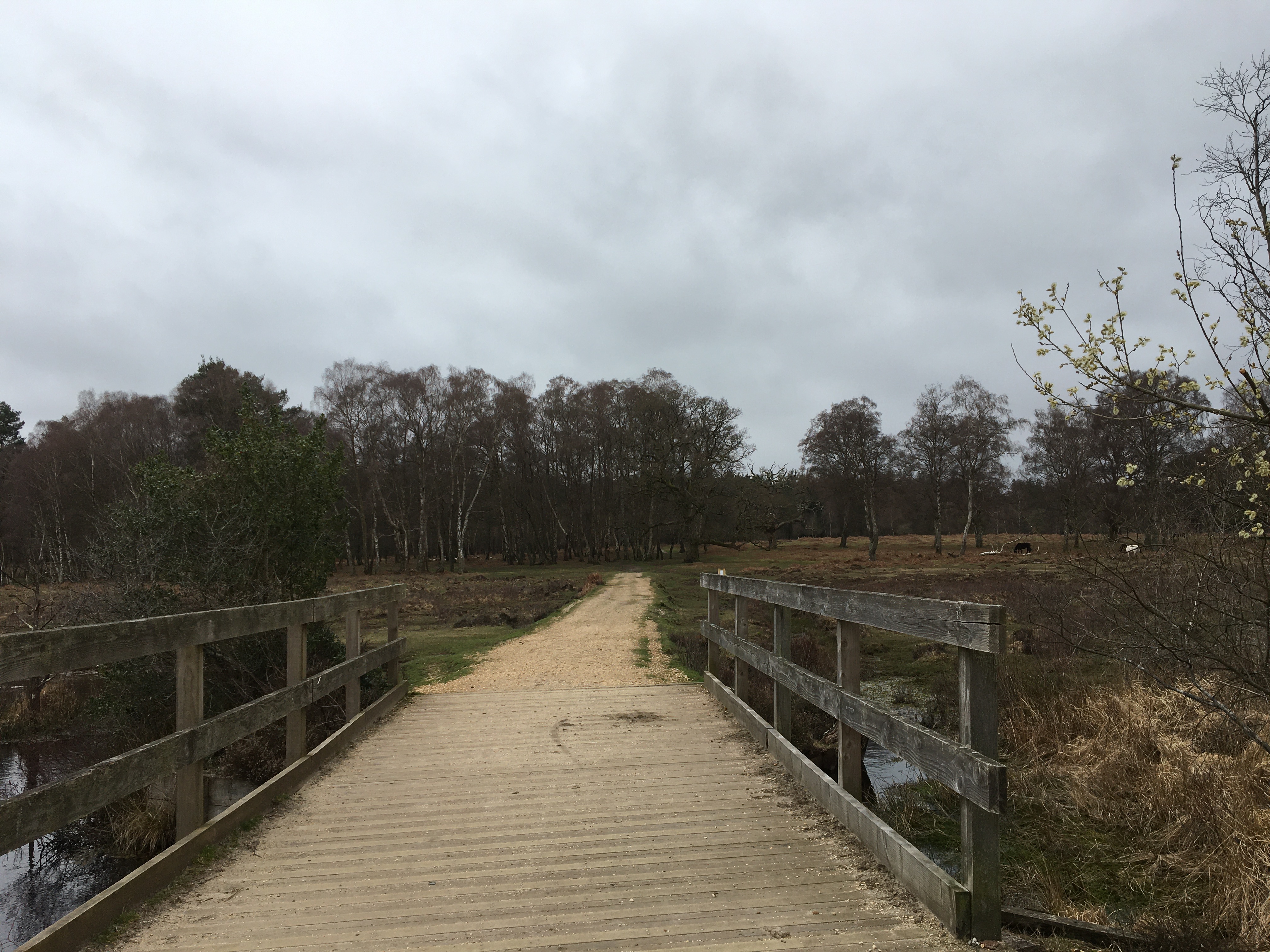 Denny Wood Workout Walk with Coffee